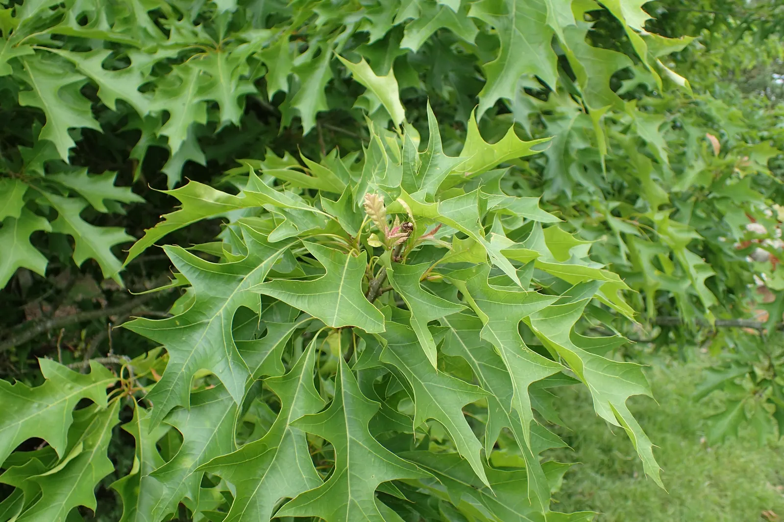 Nuttall's Oak (Quercus Texana) — enjoying full sun and adaptable to various soils