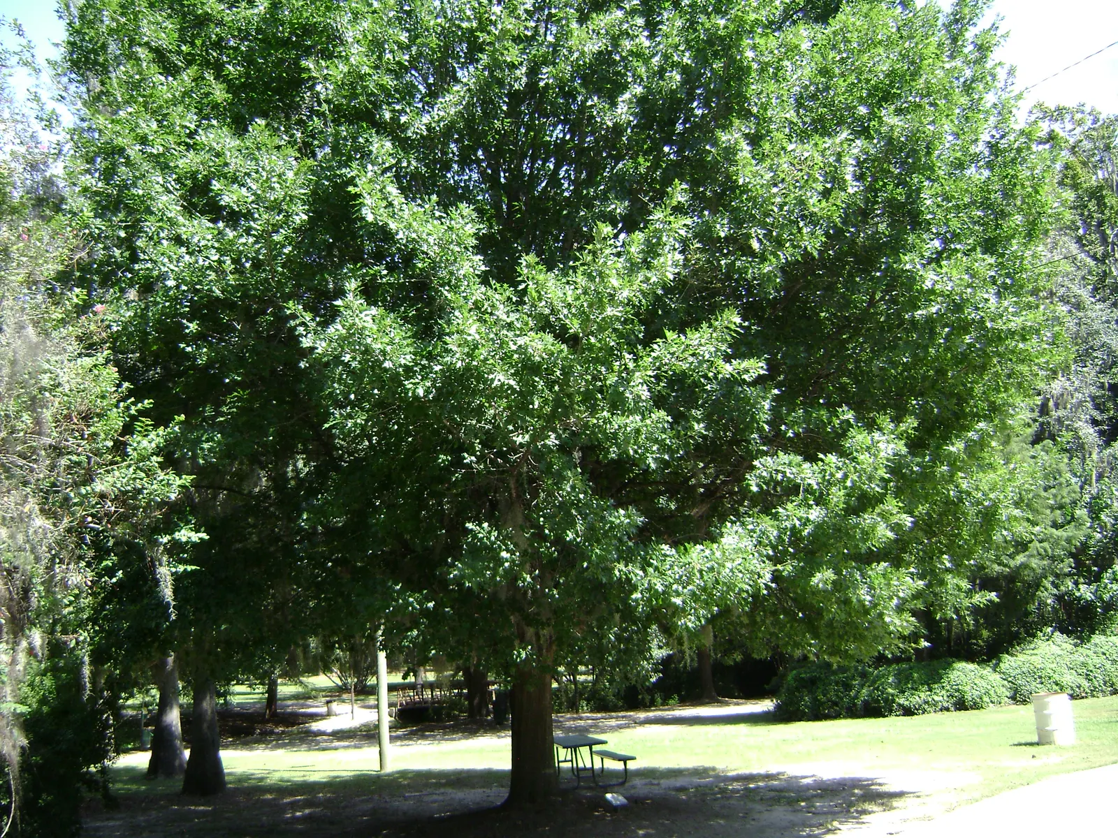 Nuttall's Oak (Quercus Texana) — Mature specimens typically reach heights between 40 to 60 feet
