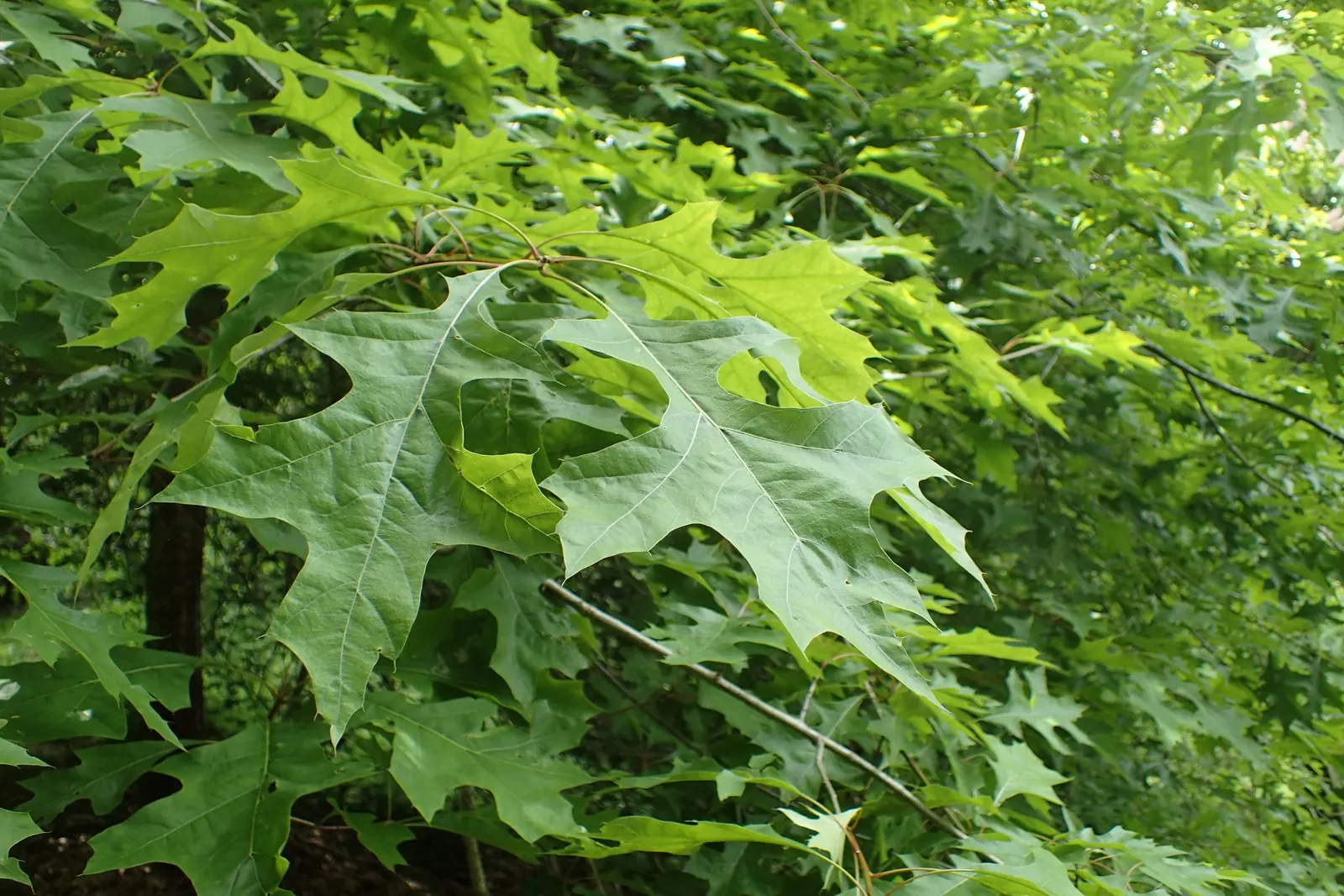 Nuttall's Oak (Quercus Texana) — enhancing the biodiversity of the garden environment
