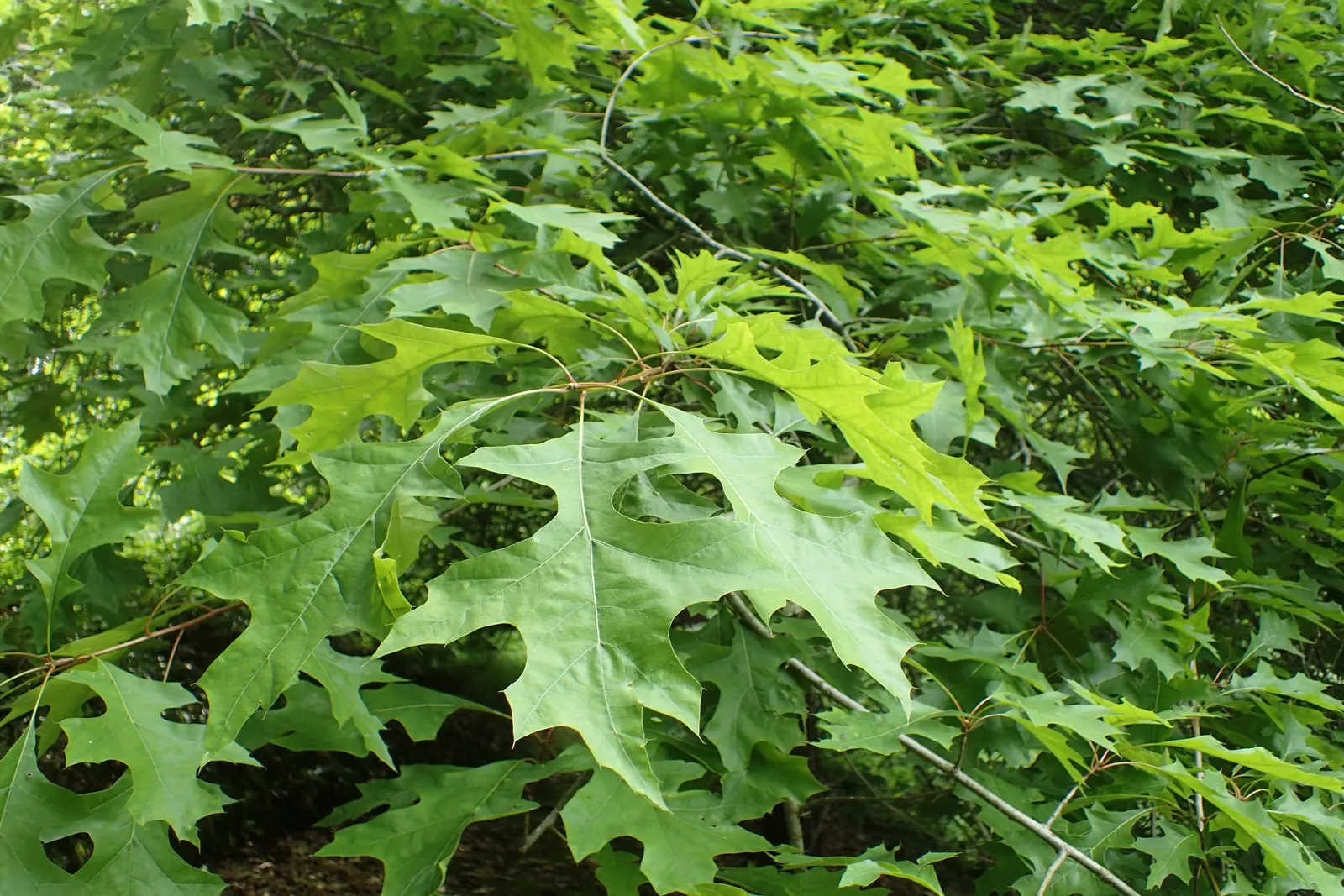 Nuttall's Oak (Quercus Texana) — forming a rounded canopy that offers generous shade
