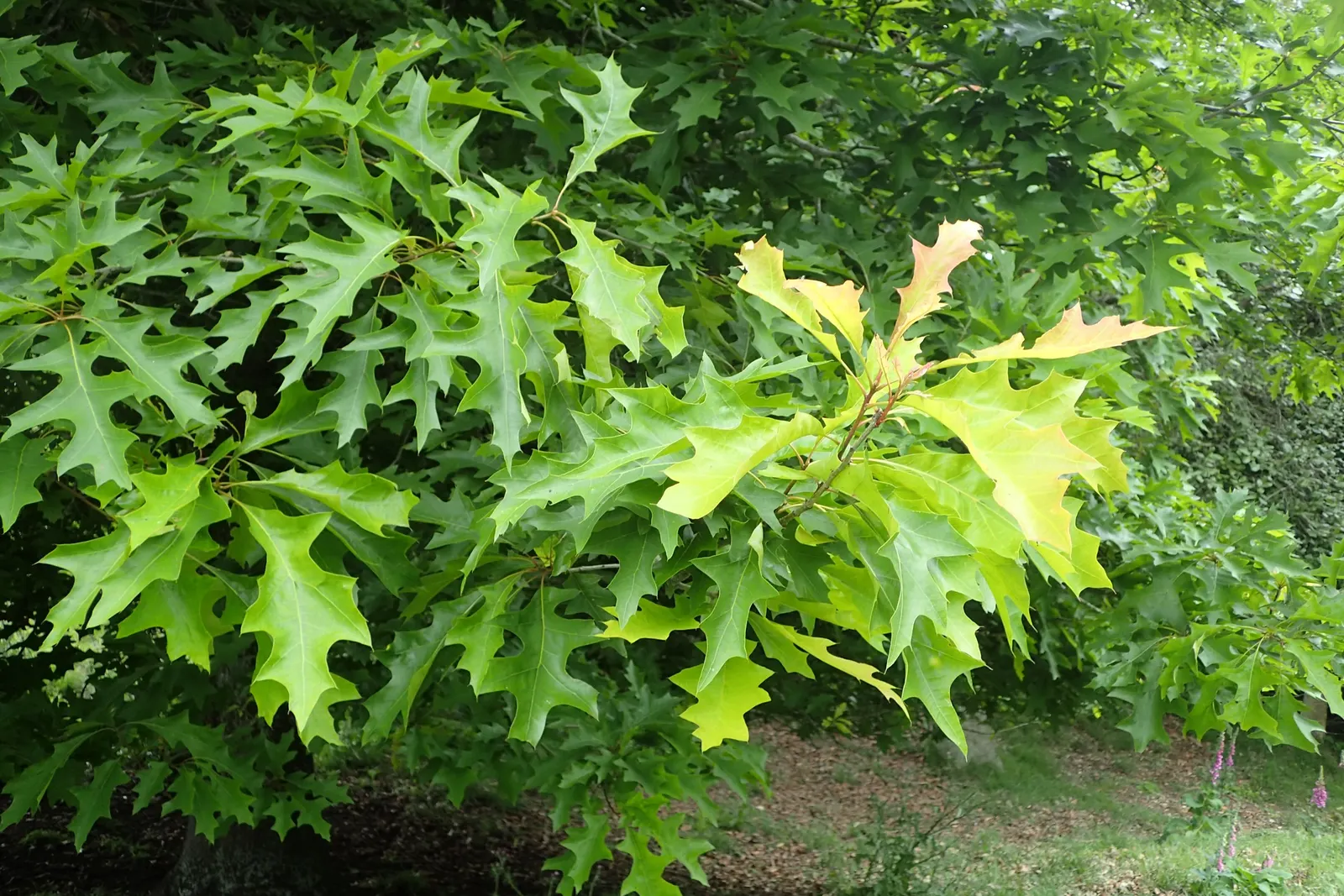 Nuttall's Oak (Quercus Texana) — is an attractive and robust shade tree that is an excellent selection for a diverse range of landscapes
