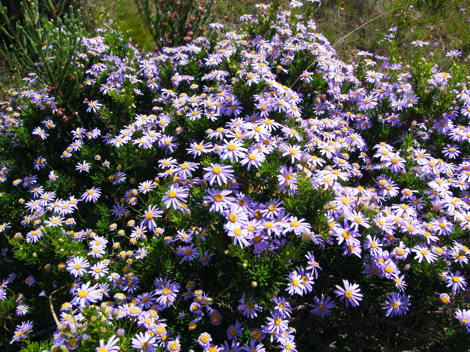 Shrub Felicia (Felicia Fruticosa) — The Shrub Aster, or Felicia fruticosa, is a hardy, evergreen perennial, thriving in full sun