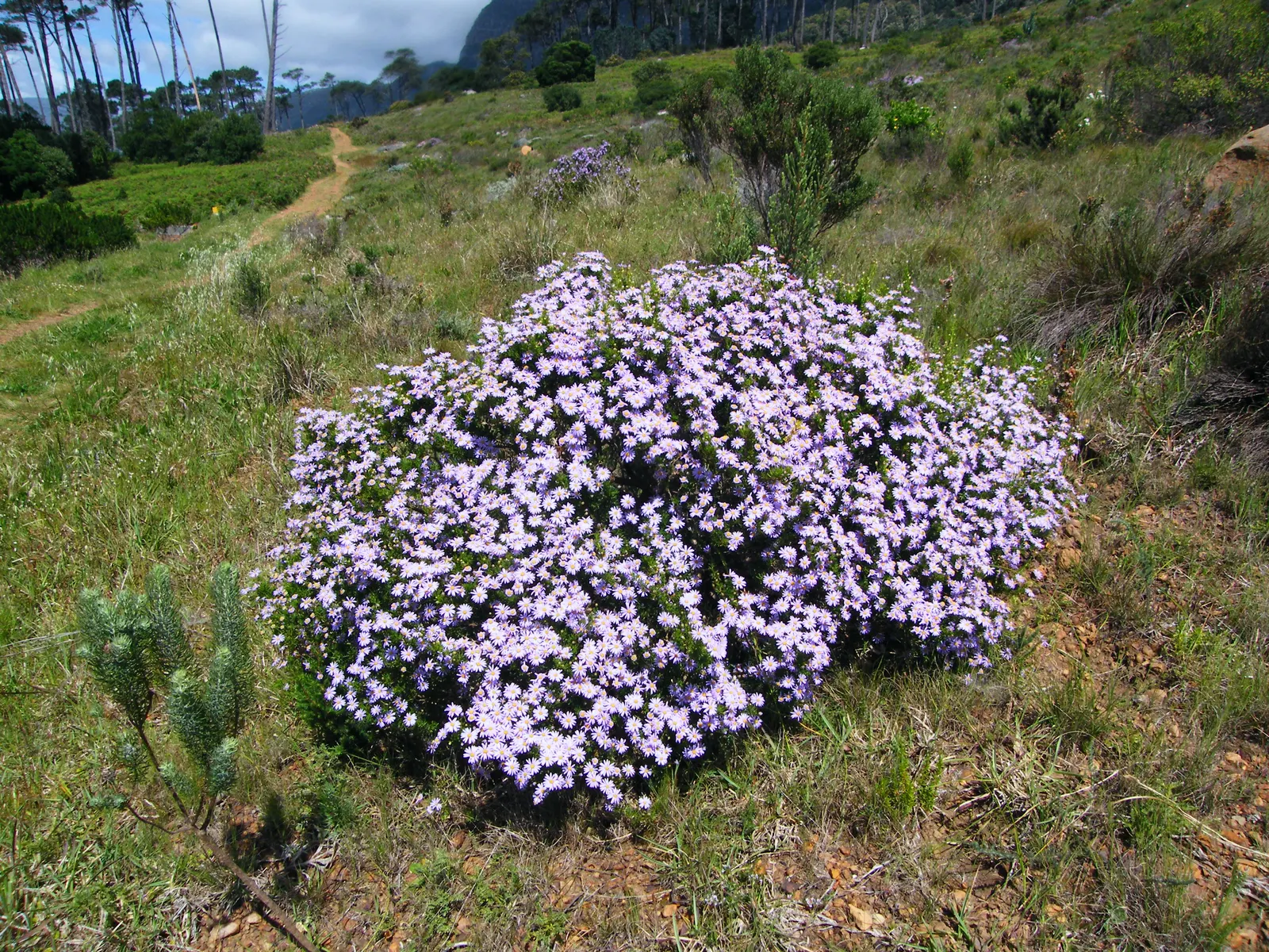 Shrub Felicia (Felicia Fruticosa) — this low-maintenance shrub attracts pollinators while being drought-tolerant once established