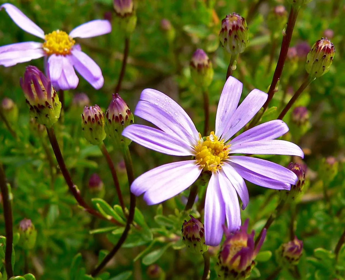 Shrub Felicia (Felicia Fruticosa) — Ideal for borders or as a cheerful groundcover