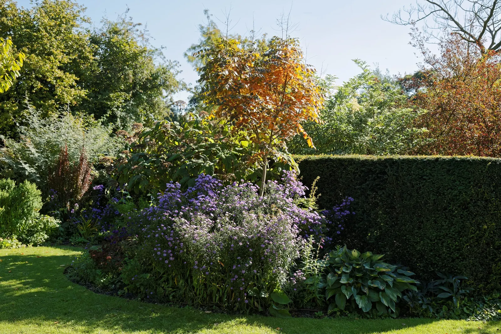 Shrub Felicia (Felicia Fruticosa) — which make it an excellent choice for rock gardens