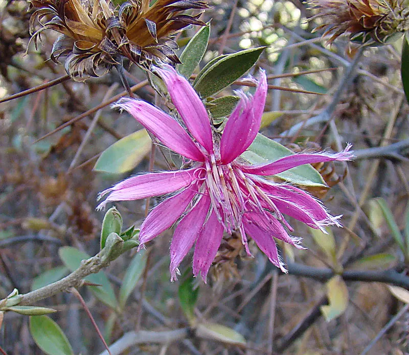 Shrub Felicia (Felicia Fruticosa) — making it a versatile choice for sustainable designs