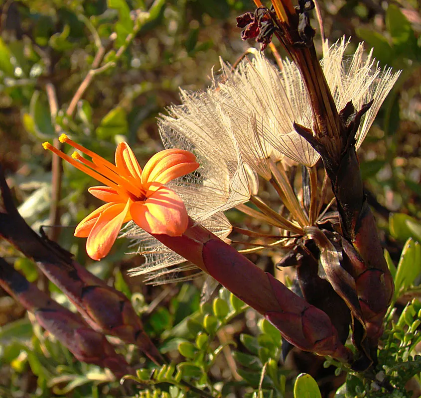 Shrub Felicia (Felicia Fruticosa) — It appreciates well-drained soil