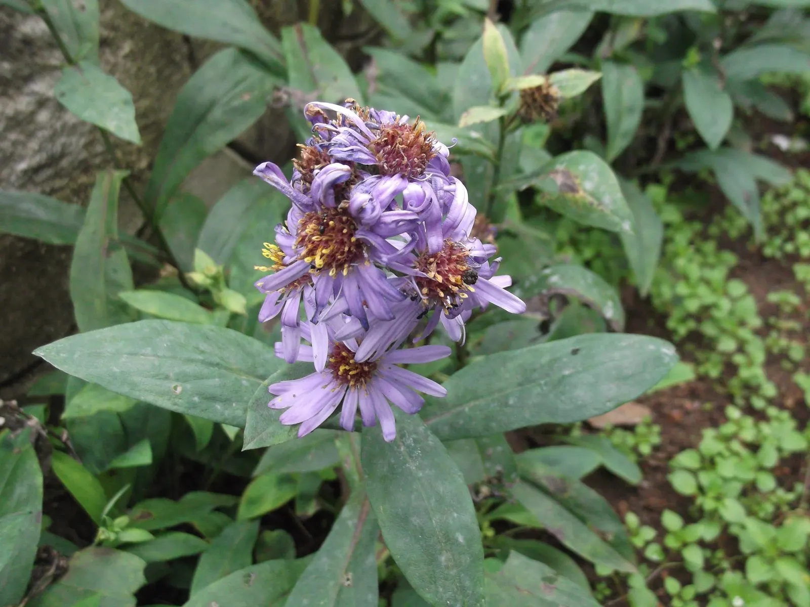 Shrub Felicia (Felicia Fruticosa) — providing a dense backdrop for its prolific blooms