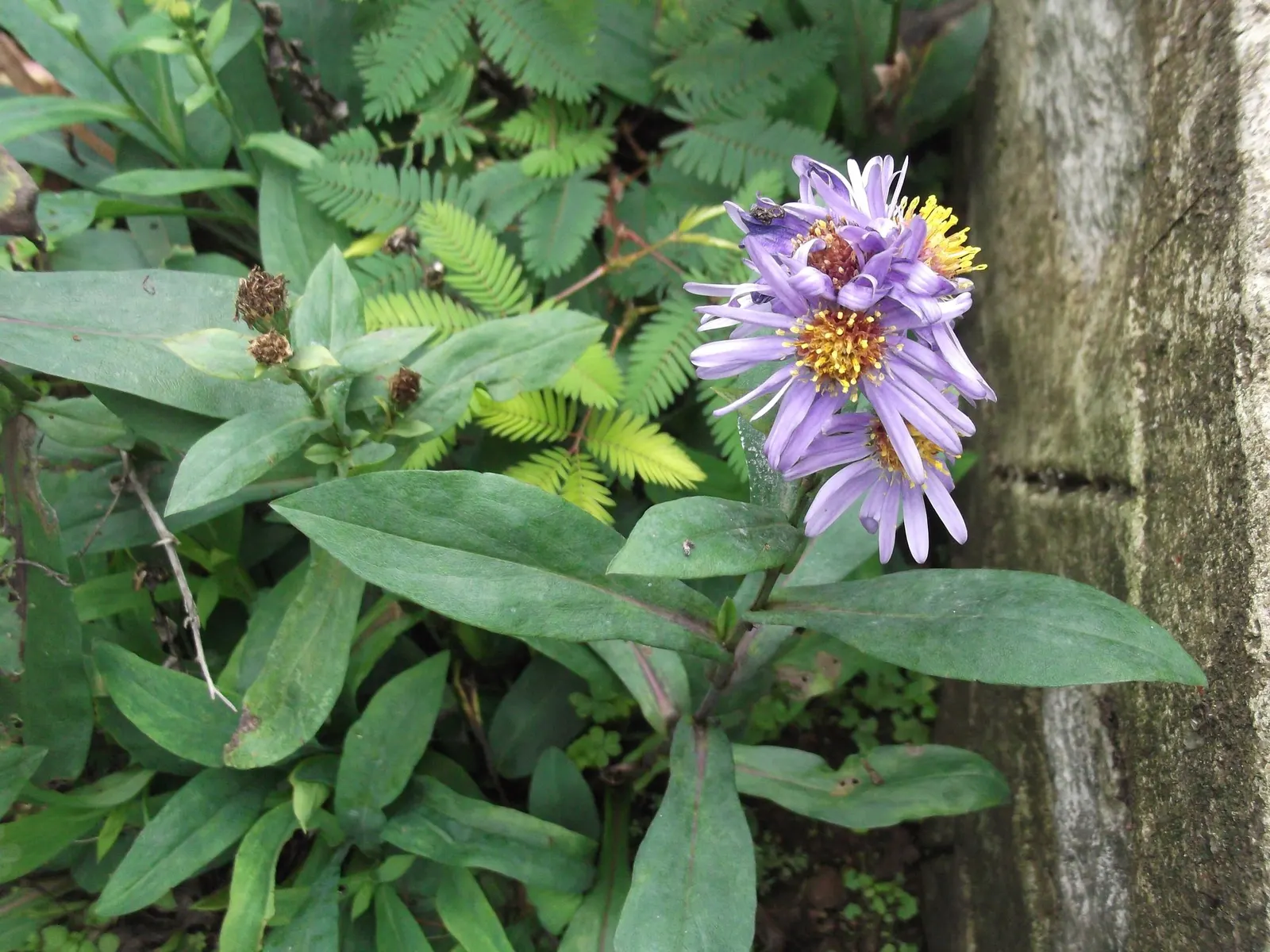 Shrub Felicia (Felicia Fruticosa) — gardeners can expect a profusion of bright blue