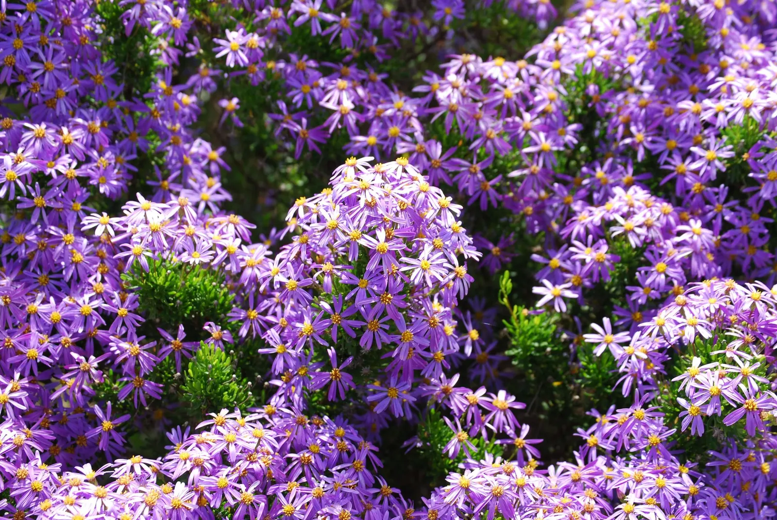 Shrub Felicia (Felicia Fruticosa) — From late spring through fall