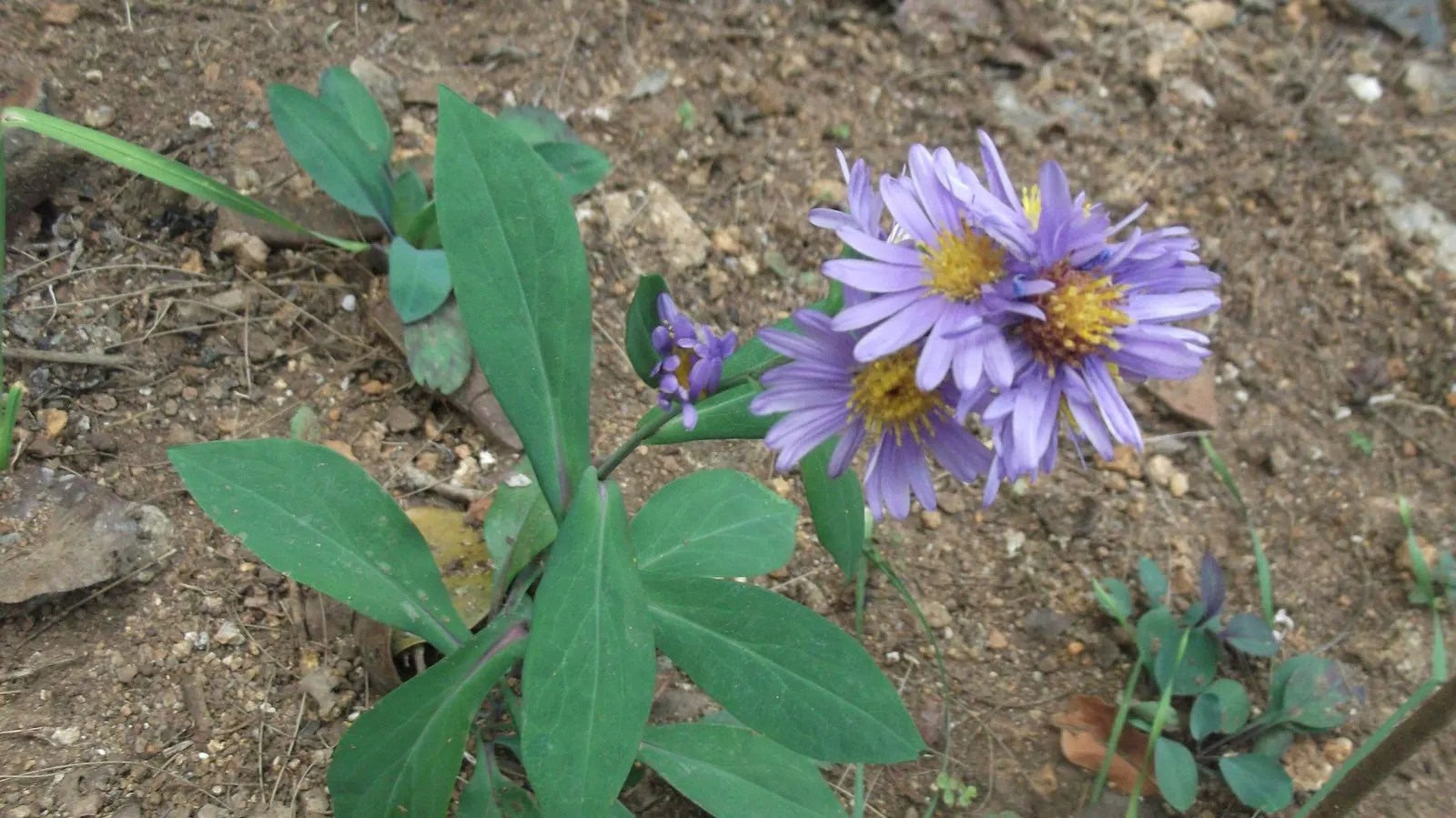 Shrub Felicia (Felicia Fruticosa) — Each flower features a vibrant yellow center that attracts bees