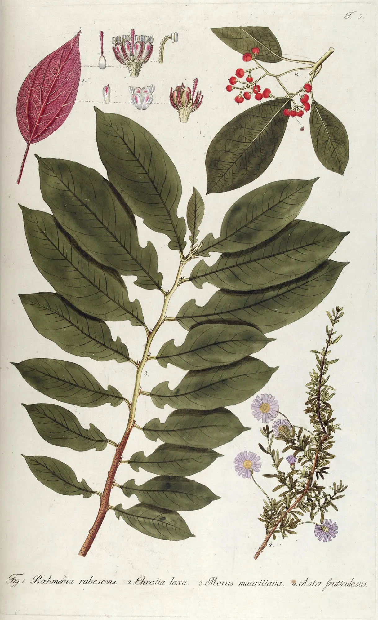 Shrub Felicia (Felicia Fruticosa) — leathery leaves that exhibit a deep green hue