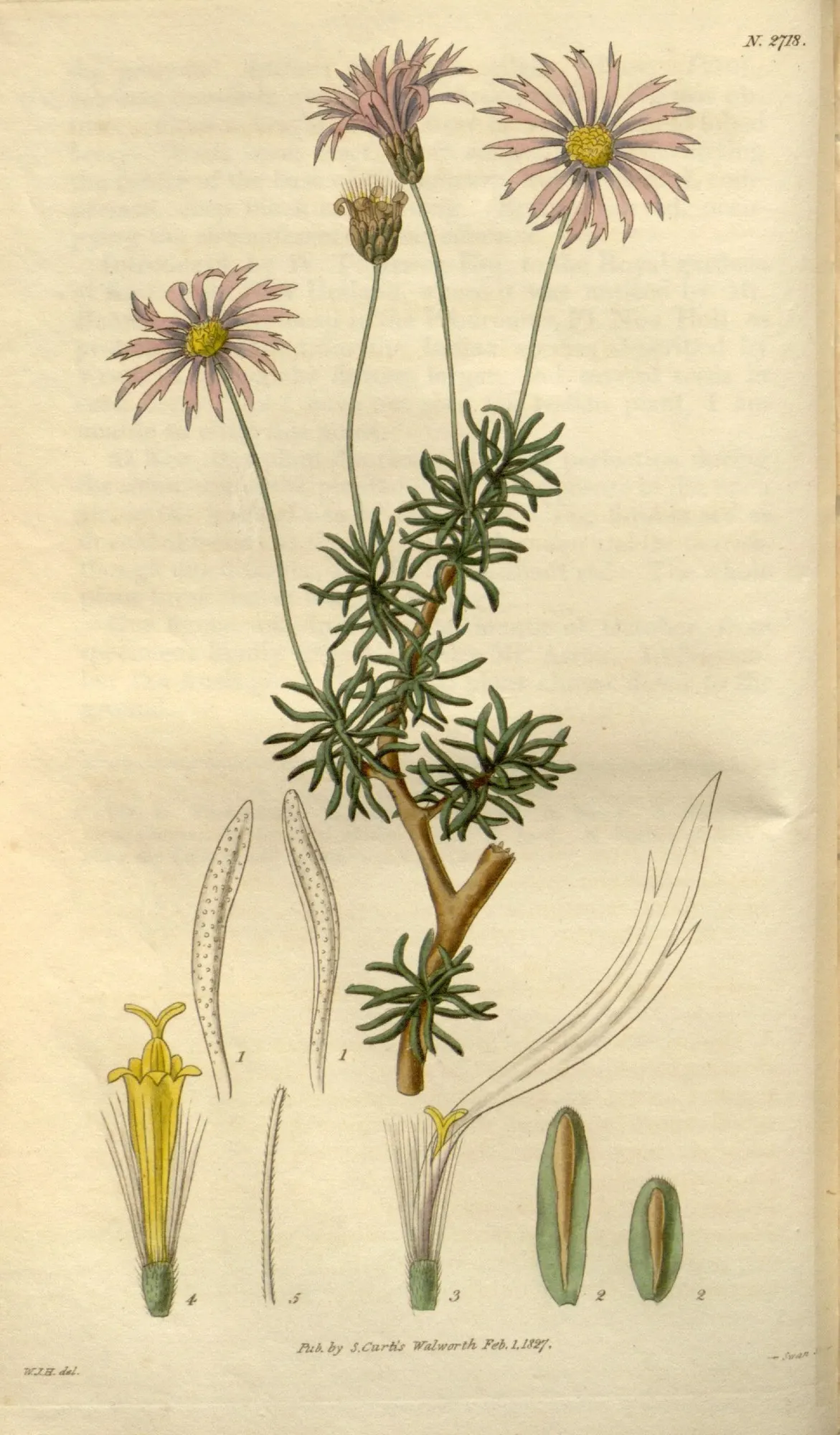 Shrub Felicia (Felicia Fruticosa) — daisy-like flowers that are approximately 1 to 1.5 inches in diameter
