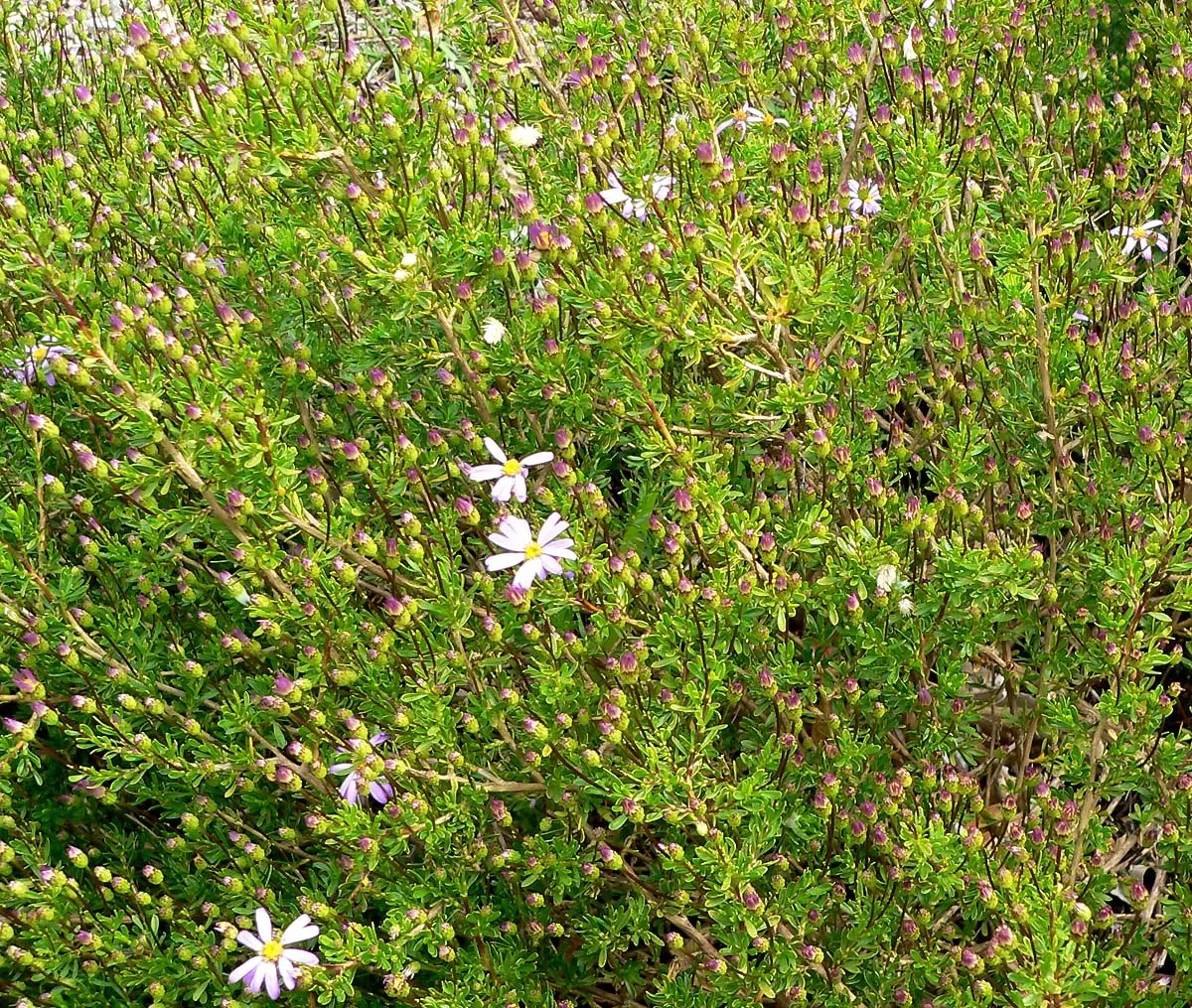 Shrub Felicia (Felicia Fruticosa) — enhancing biodiversity.<br><br>Maintenance for Felicia fruticosa is minimal