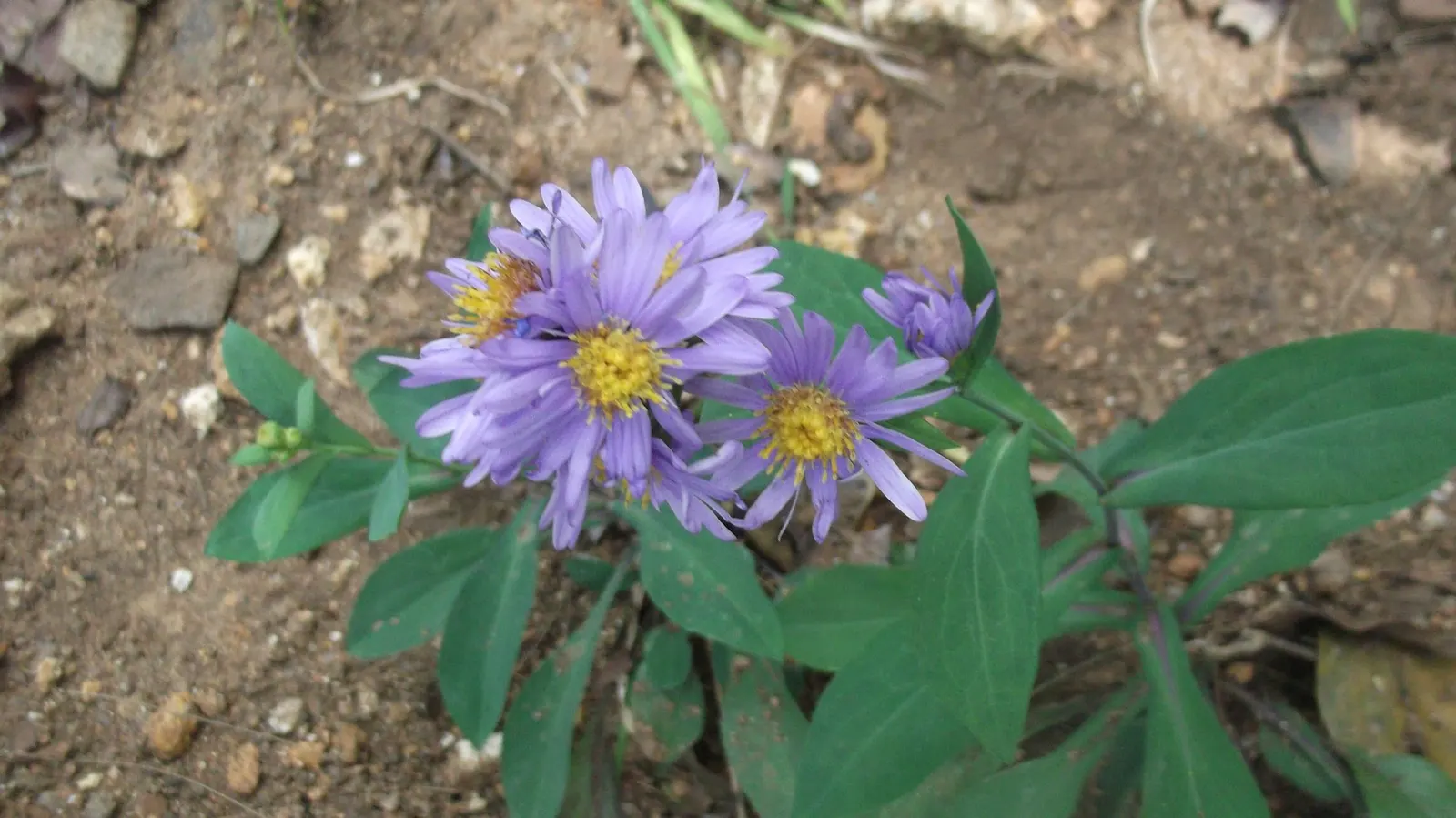 Shrub Felicia (Felicia Fruticosa) — and other pollinators to the garden