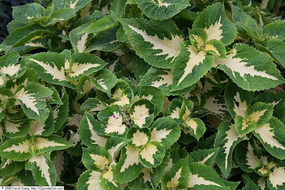 Jade Coleus (Coleus 'Jade') — velvety green foliage with a unique