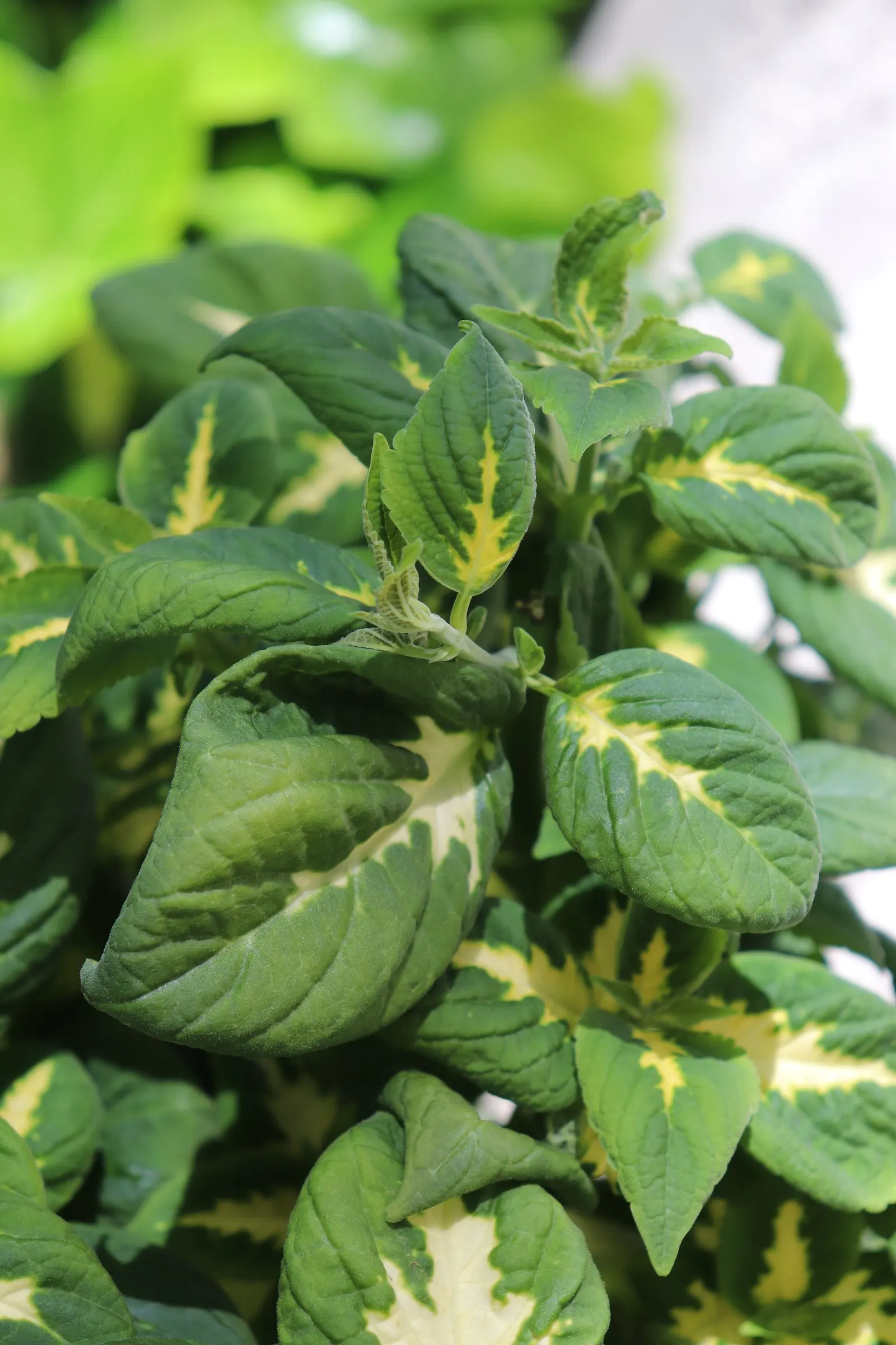 Jade Coleus (Coleus 'Jade') — This cultivar boasts leaves which are a solid