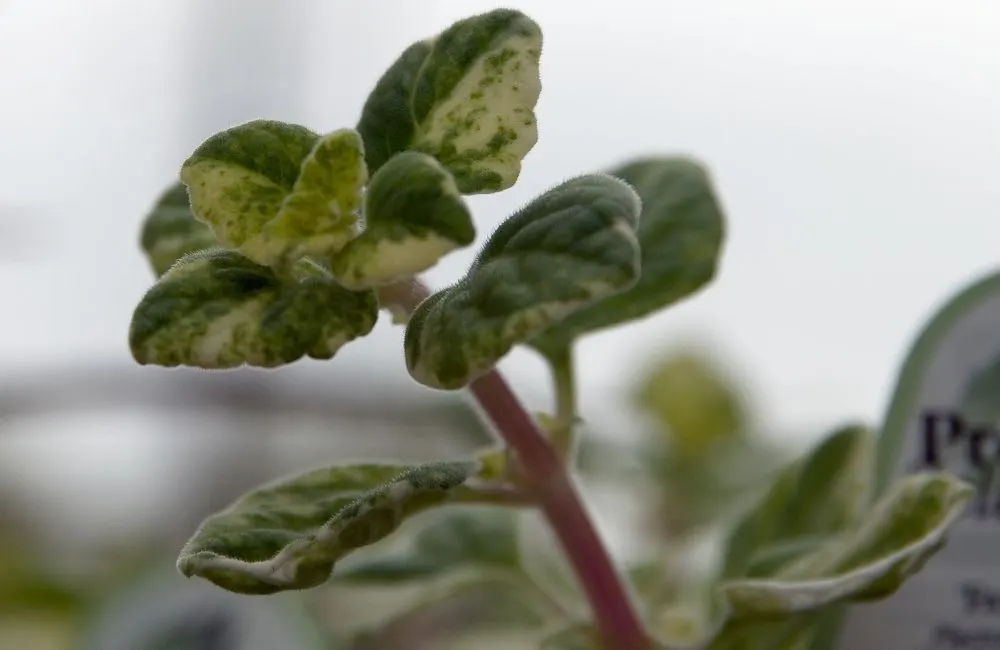 Jade Coleus (Coleus 'Jade') — It has a compact and bushy growth habit