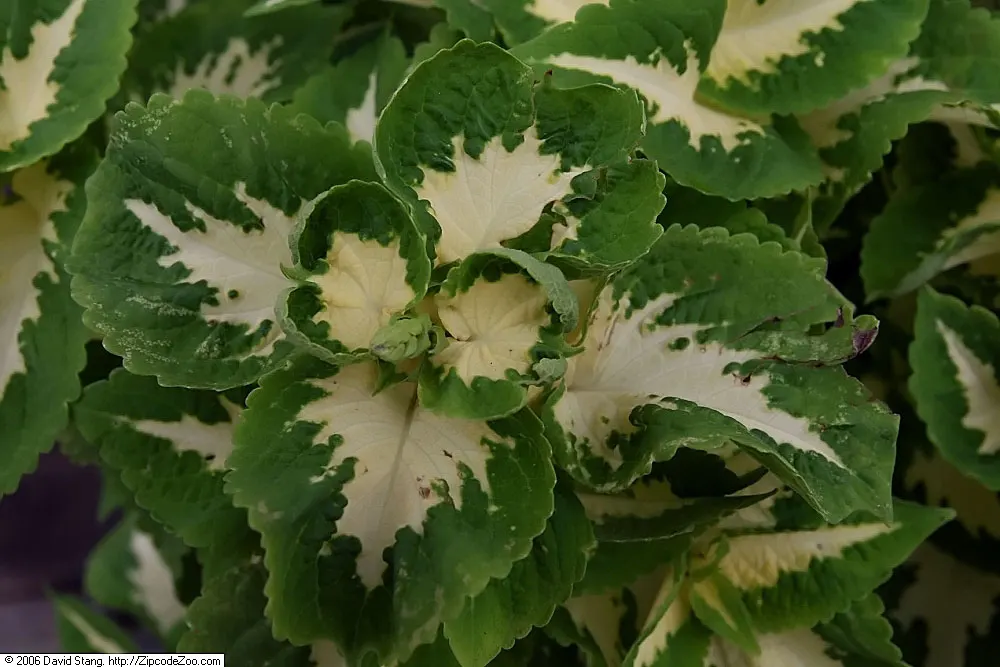 Jade Coleus (Coleus 'Jade') — It thrives in partial to full shade and reaches a mature size of about 14-24 inches tall and 14-16 inches wide