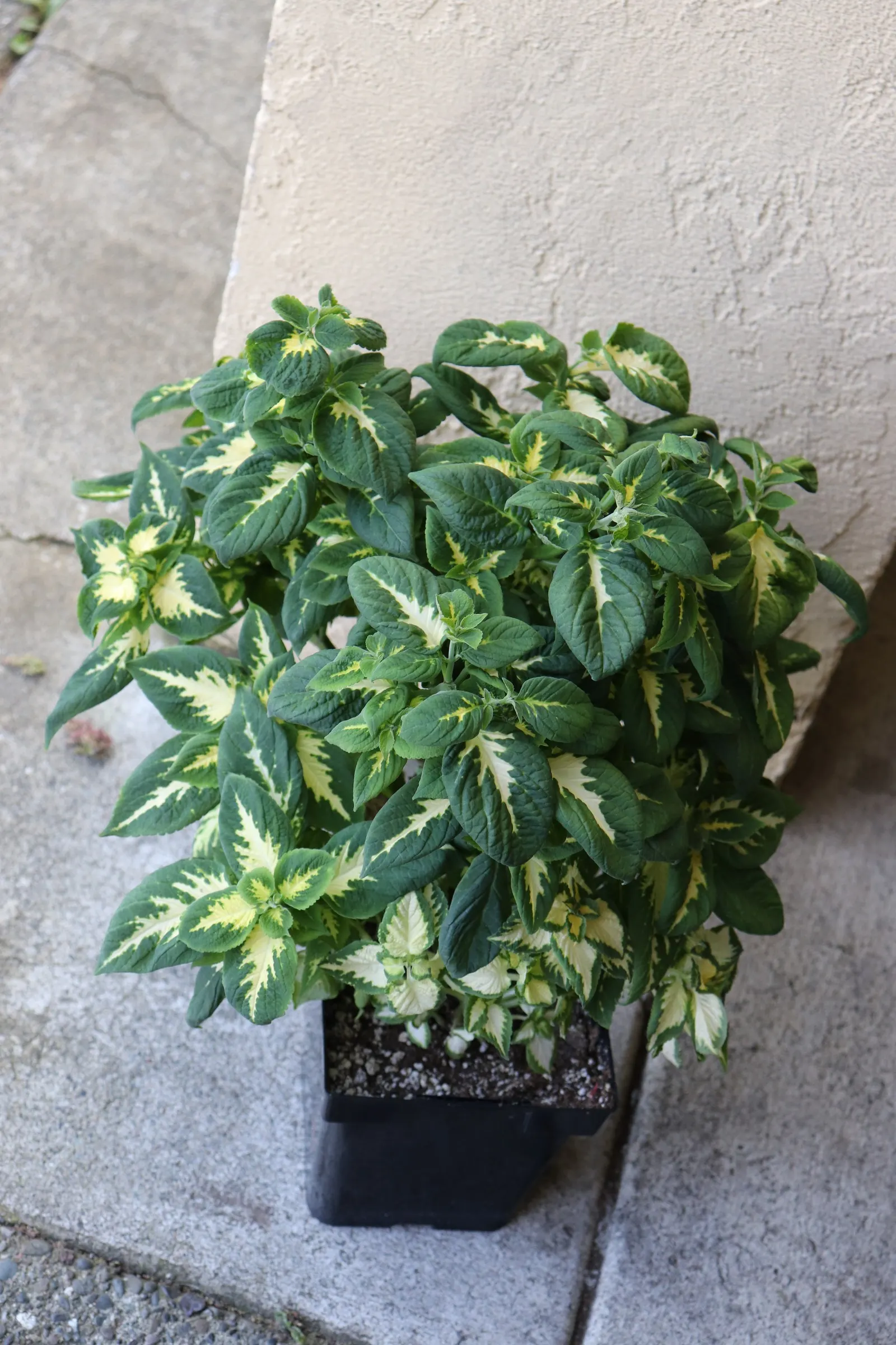 Jade Coleus (Coleus 'Jade') — Hardy and visually impactful, Jade Coleus adds a lush, vibrant touch to any landscape design