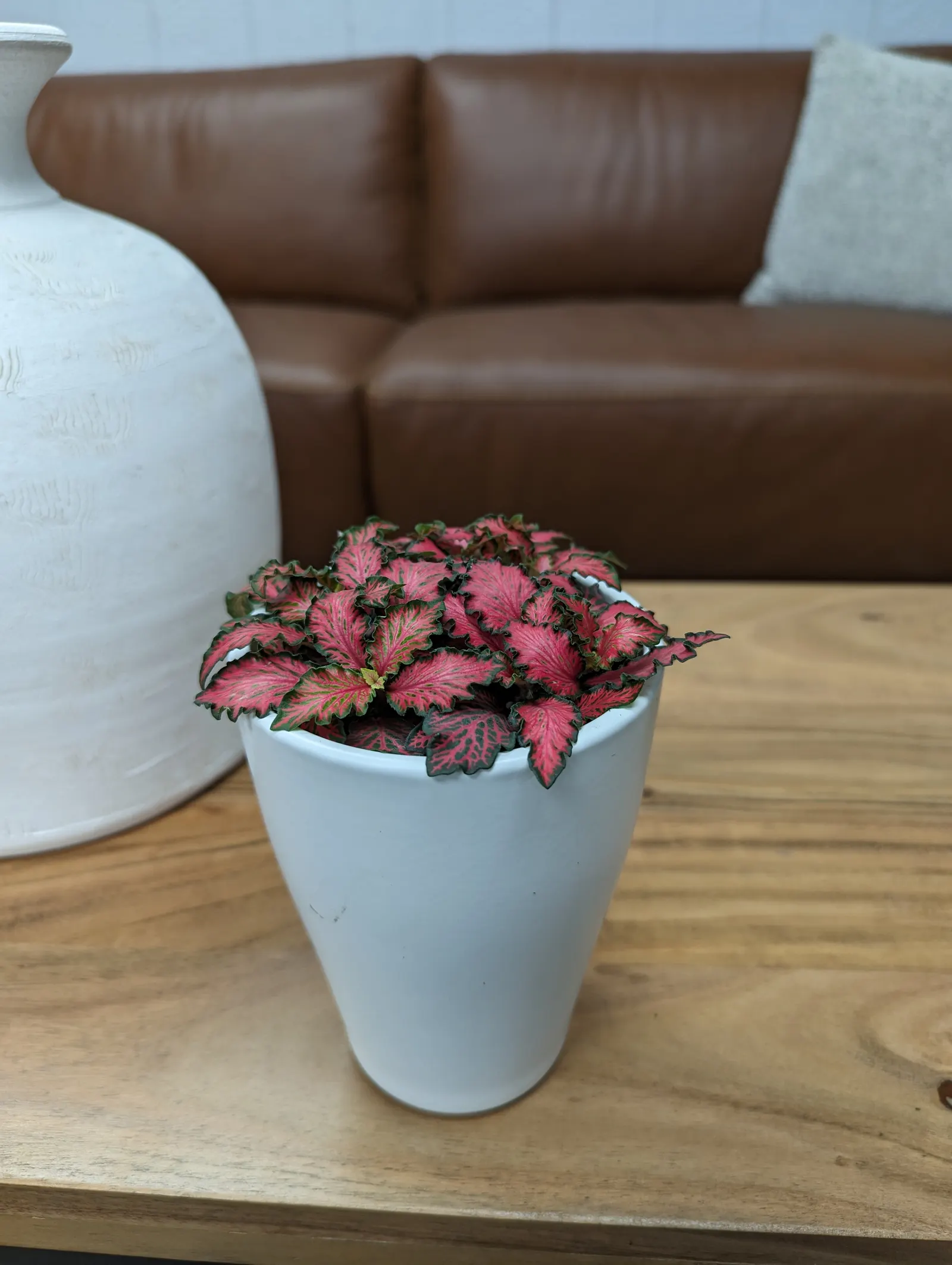Current News™ Nerve Plant (Fittonia albivenis) — is a compact Proven Winners® houseplant with dark green