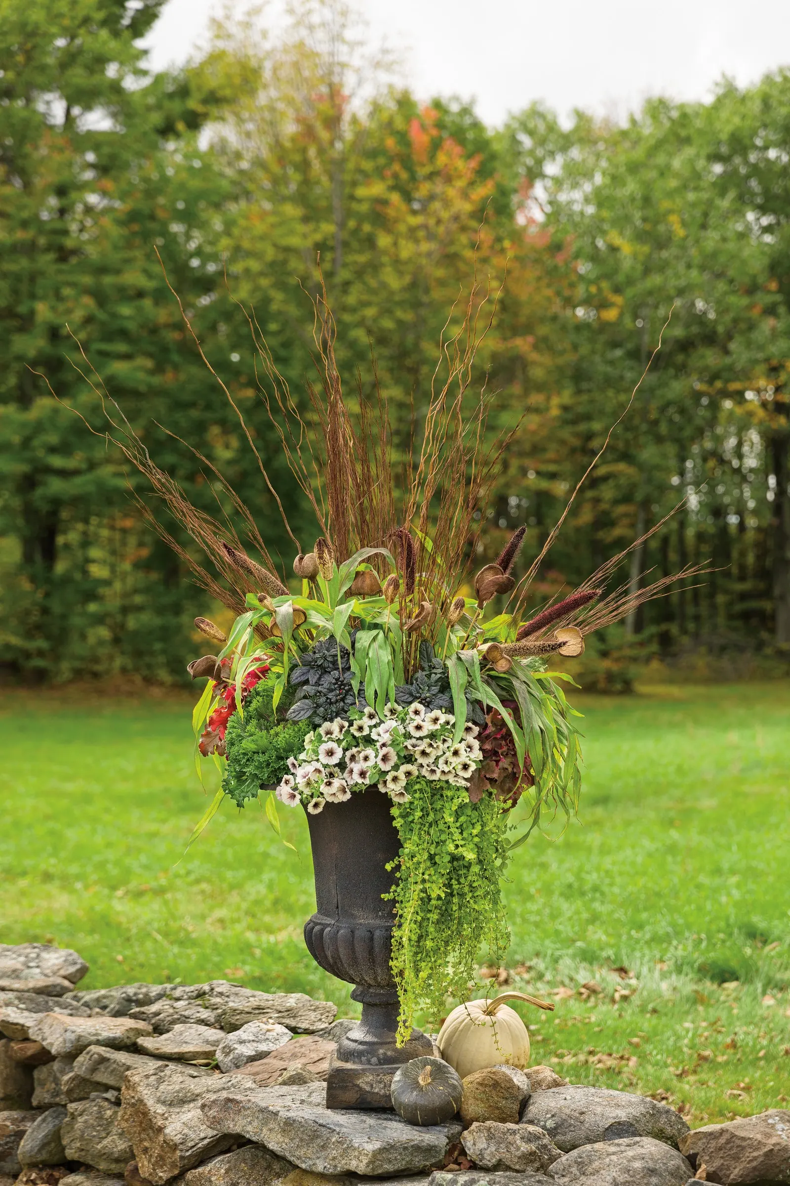 Latte™ Petunia — It grows 4-12 inches tall and spreads 18-24 inches, creating a soft spiller or front-of-border accent; and lightly moody against fresh green
