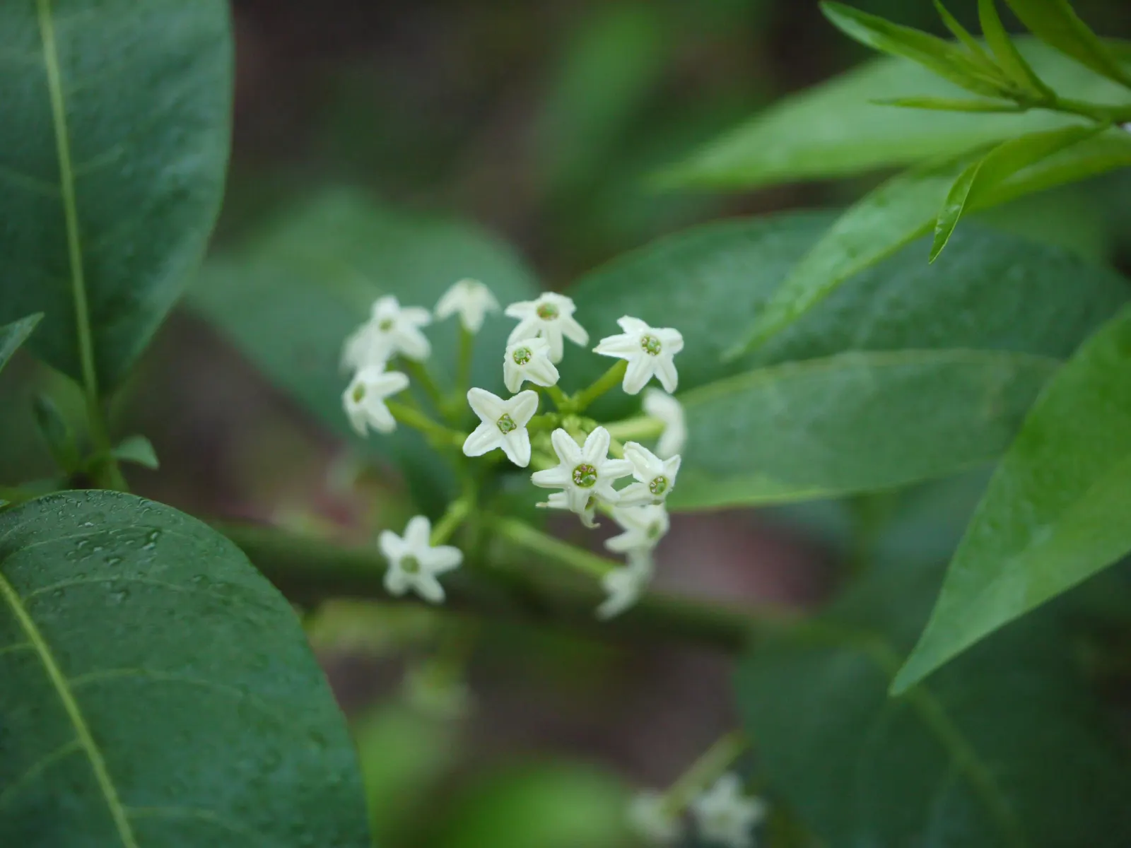 Night Blooming Jessamine (Cestrum Nocturnum) — shrub with white and yellow blooms; yearly pruning is recommended