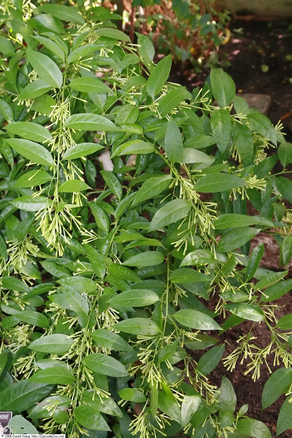 Night Blooming Jessamine (Cestrum Nocturnum) — this plant can reach a mature height of 6 to 13 feet with an equal spread
