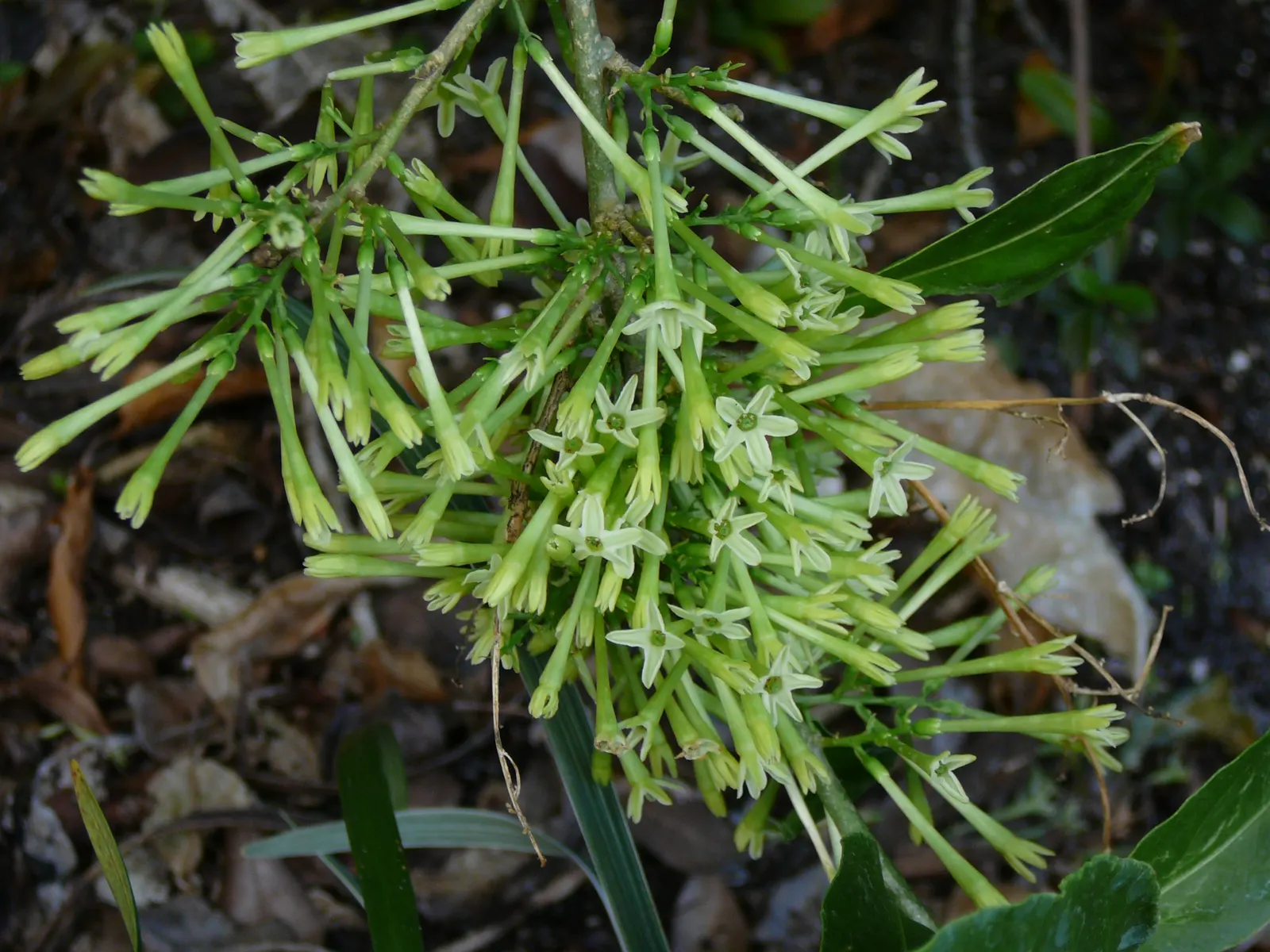 Night Blooming Jessamine (Cestrum Nocturnum) — The Night Blooming Jessamine is relatively low-maintenance but is considered toxic if ingested; this species
