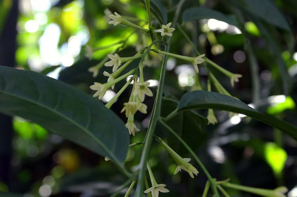 Night Blooming Jessamine (Cestrum Nocturnum) — these blooms emit an intoxicating
