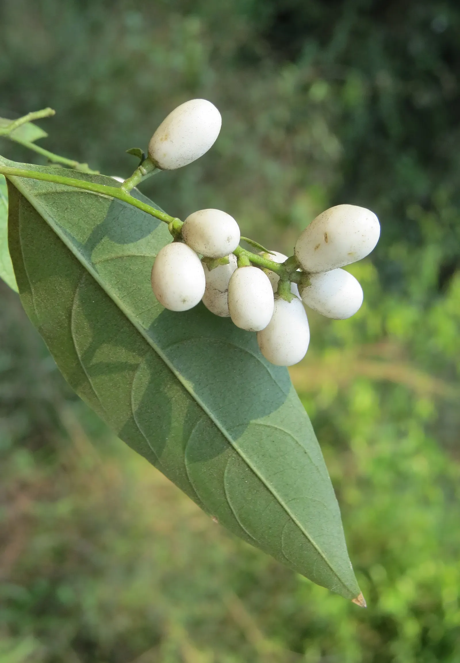 Night Blooming Jessamine (Cestrum Nocturnum) — Contains toxic components; caution advised around pets/children; regular pruning maintains shape and, image 83