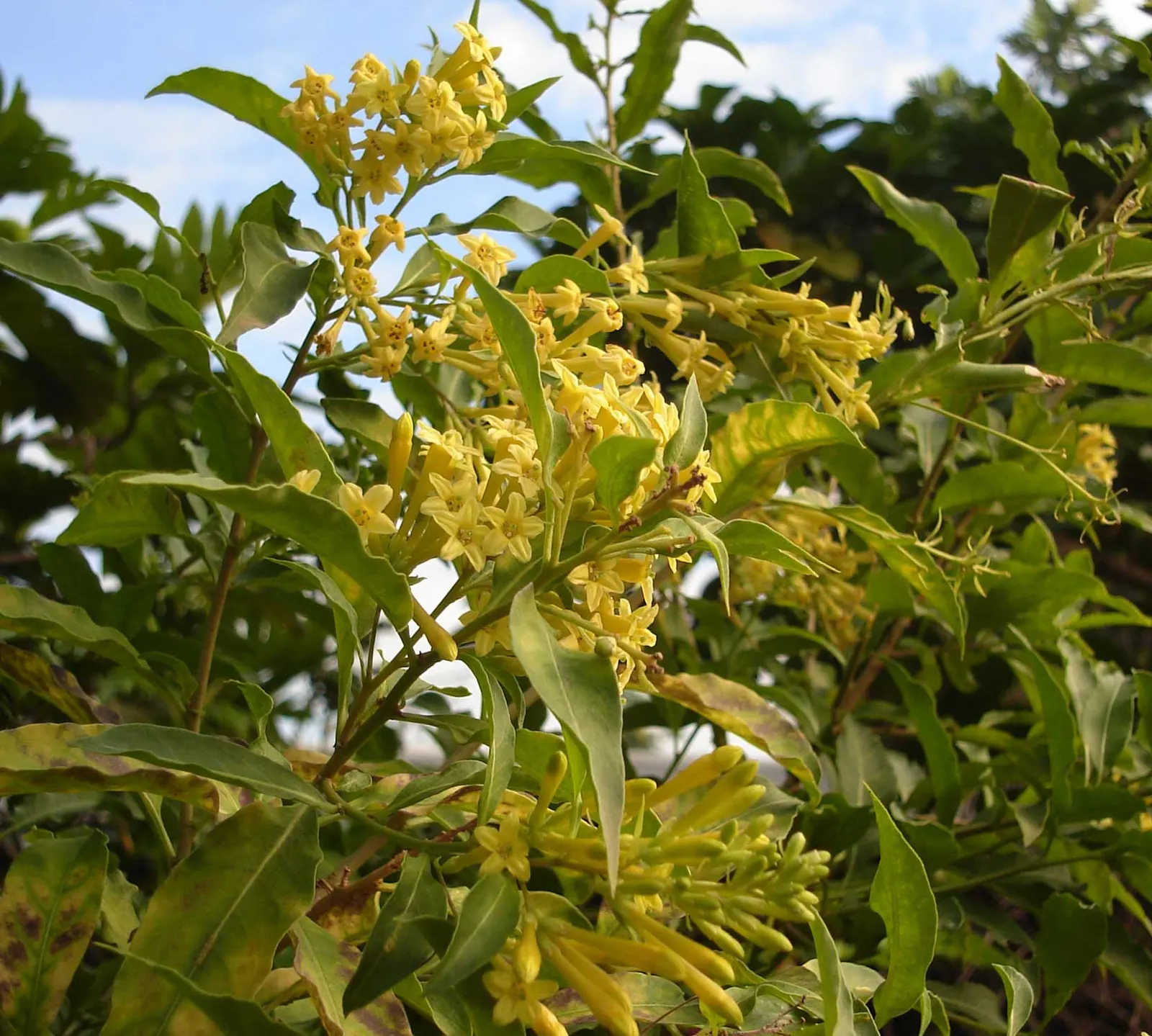 Night Blooming Jessamine (Cestrum Nocturnum) — especially in the growing season; but be cautious of overwatering to avoid root rot, image 70