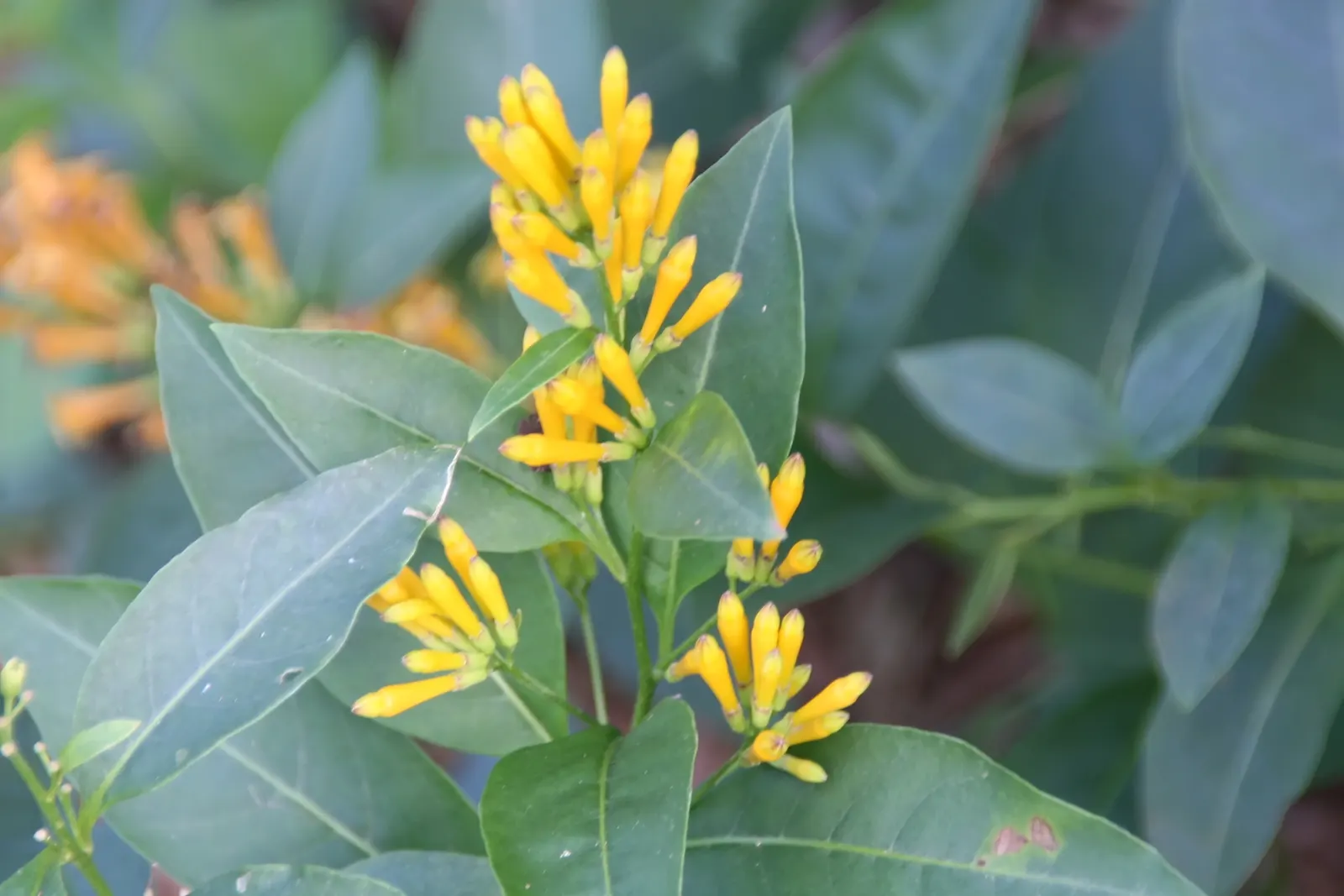 Night Blooming Jessamine (Cestrum Nocturnum) — Though inconspicuous during the day