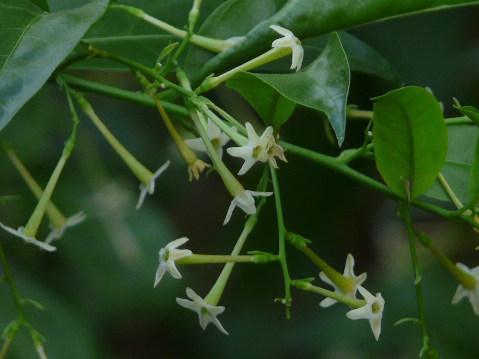 Night Blooming Jessamine (Cestrum Nocturnum) — Contains toxic components; caution advised around pets/children; regular pruning maintains shape and encourages