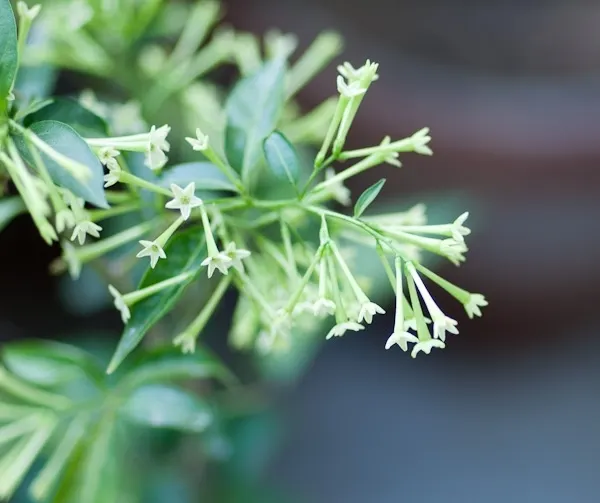 Night Blooming Jessamine (Cestrum Nocturnum) — in height, with simple leaves and tubular, green-white flowers; lanceolate leaves measuring 4 to 8 inches long