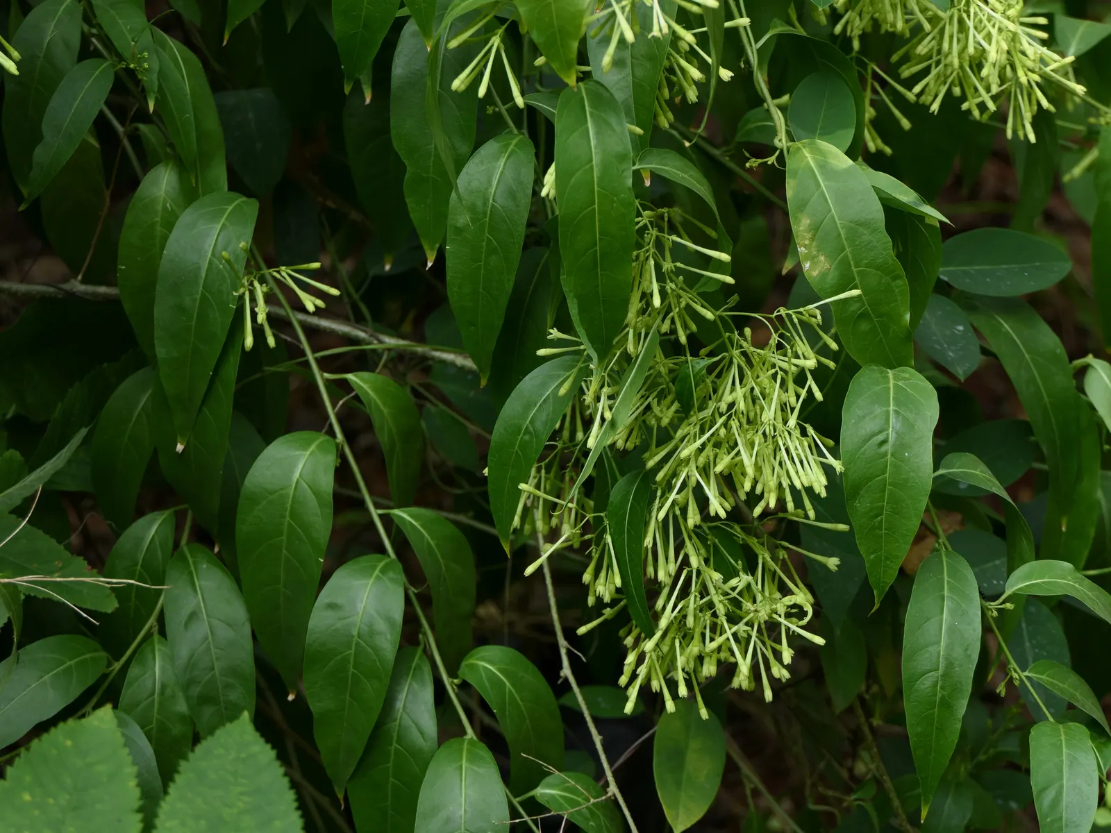 Night Blooming Jessamine (Cestrum Nocturnum) — which are cream or pale yellow and measure up to an inch in length; offering a substantial presence in the