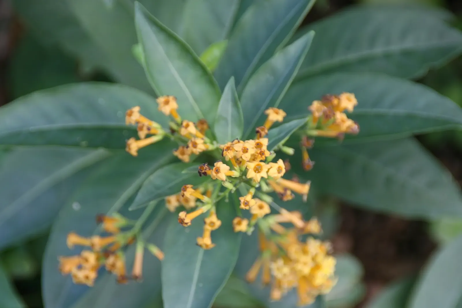 Night Blooming Jessamine (Cestrum Nocturnum) — Thrives in well-drained soil with partial to full sun exposure