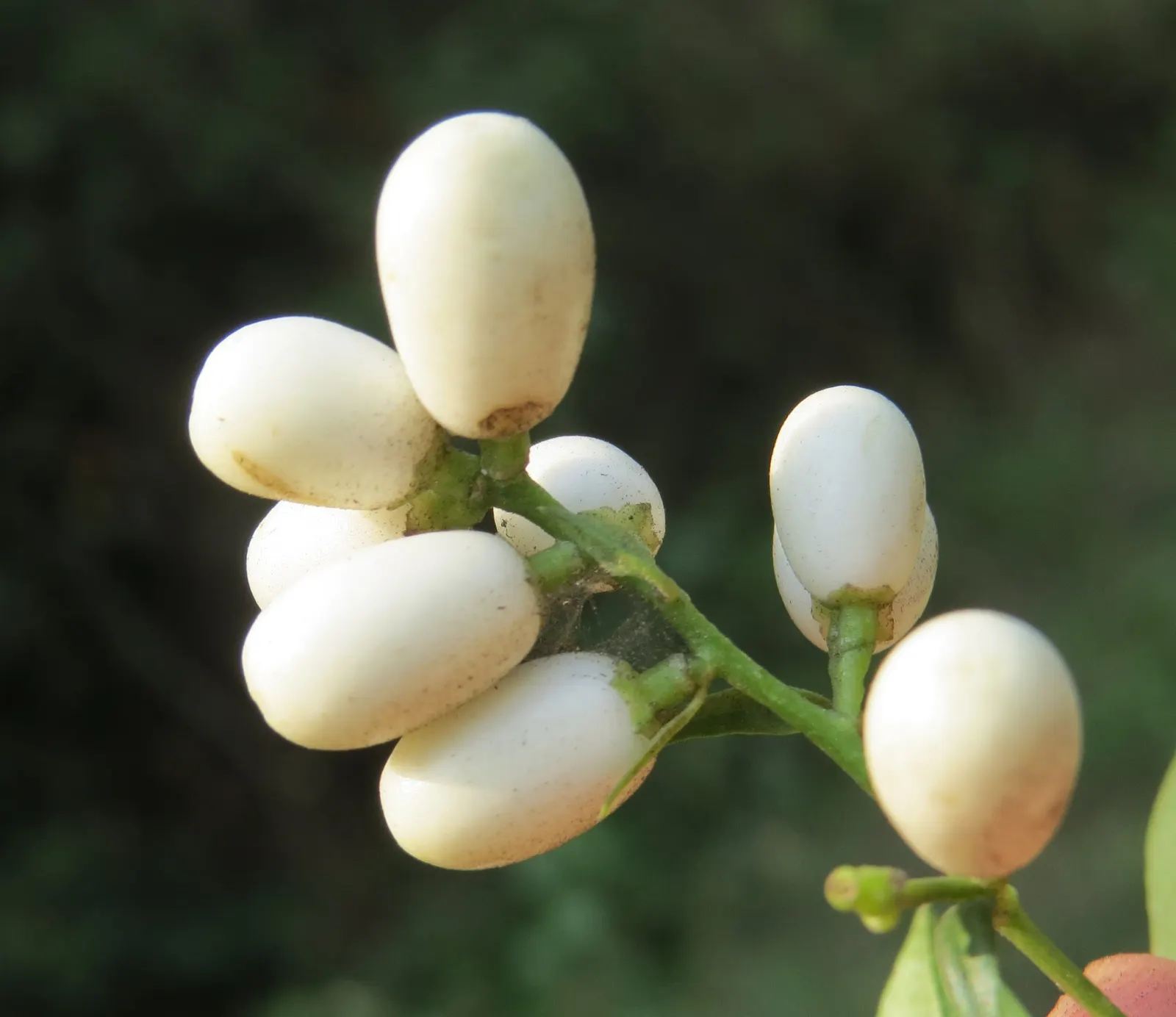 Night Blooming Jessamine (Cestrum Nocturnum) — yearly pruning is recommended; contains toxic components; caution advised around pets/children, image 94