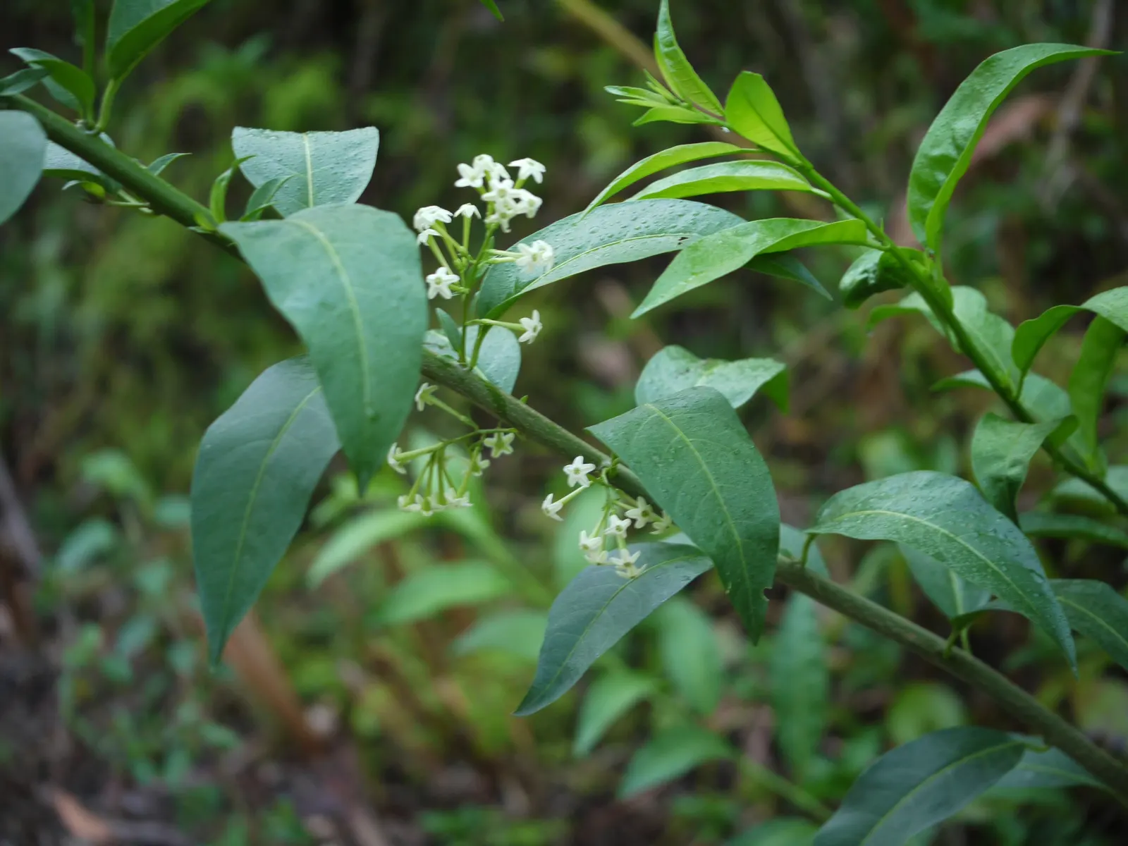 Night Blooming Jessamine (Cestrum Nocturnum) — so placement should be mindful of pets and children; though inconspicuous during the day, image 73