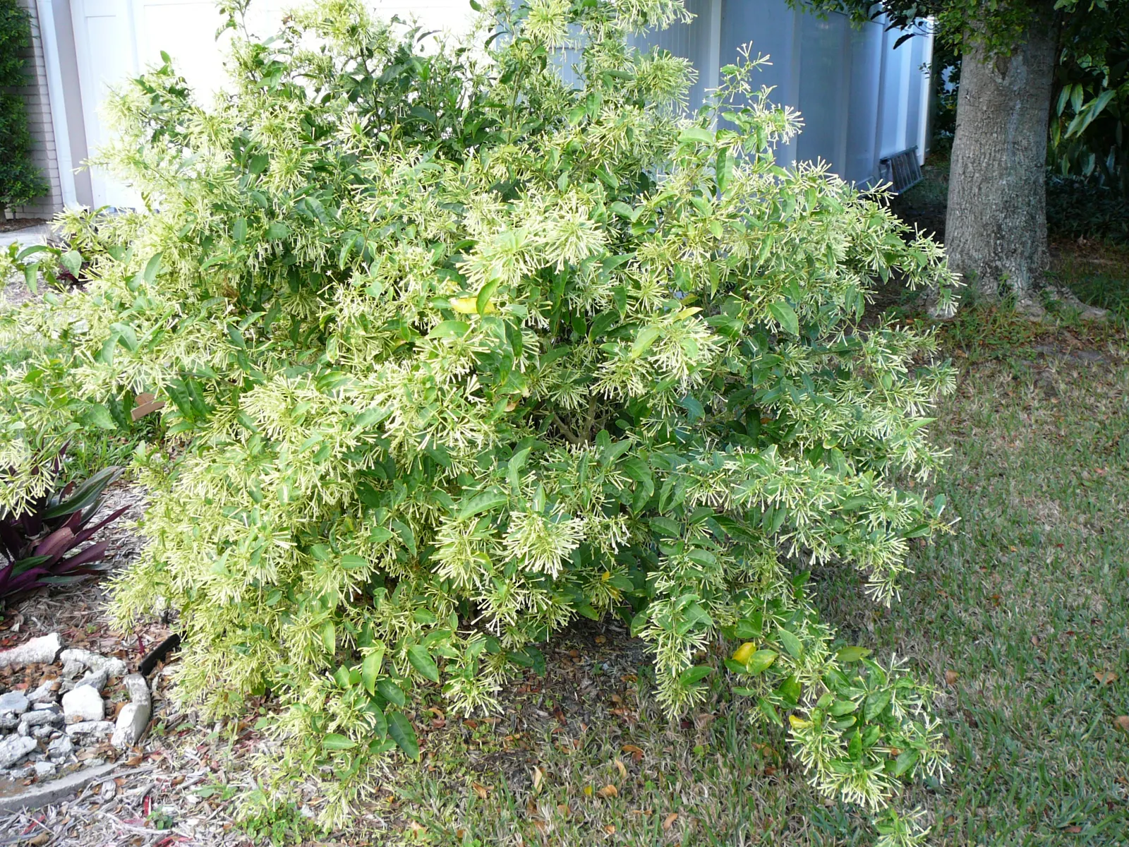 Night Blooming Jessamine (Cestrum Nocturnum) — Thrives in well-drained soil with partial to full sun exposure; shrub with white and yellow blooms, image 56