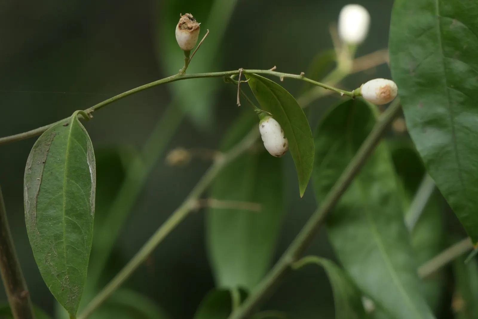 Night Blooming Jessamine (Cestrum Nocturnum) — yearly pruning is recommended
