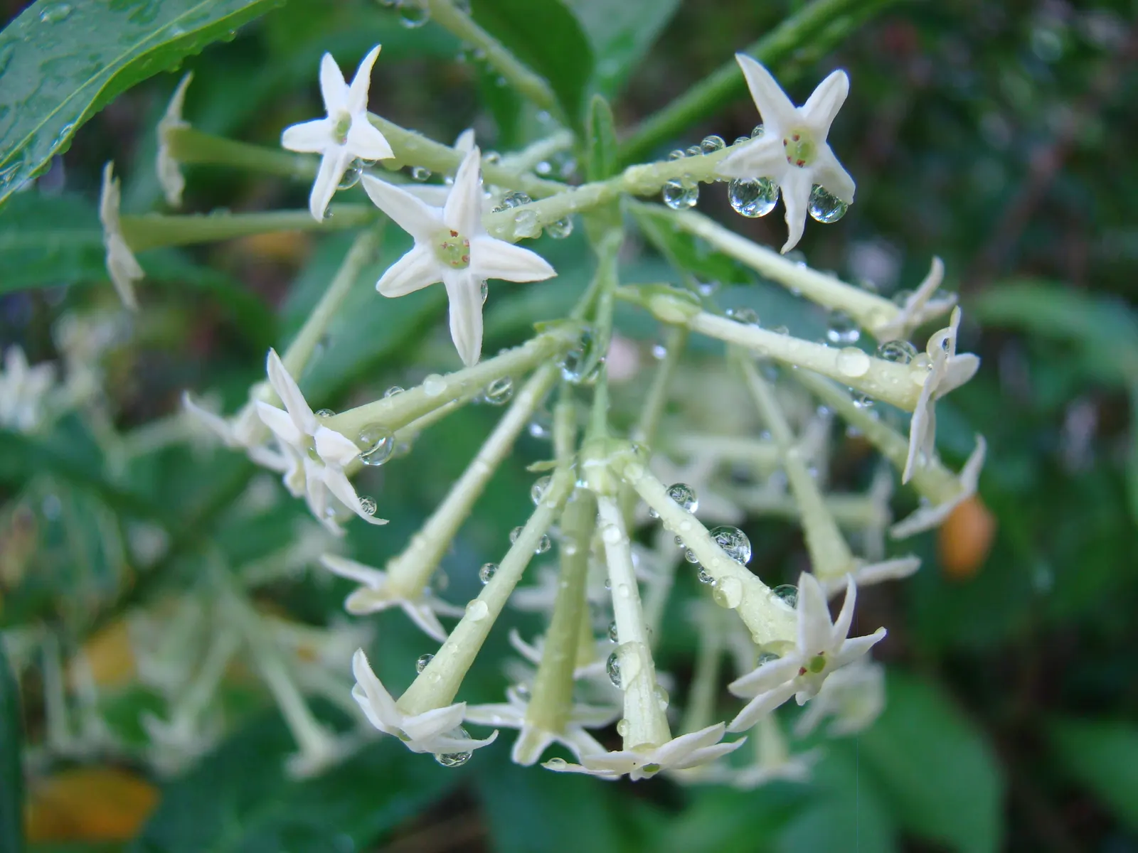 Night Blooming Jessamine (Cestrum Nocturnum) — Regular pruning maintains shape and encourages flowering; which are cream or pale yellow and measure, image 84