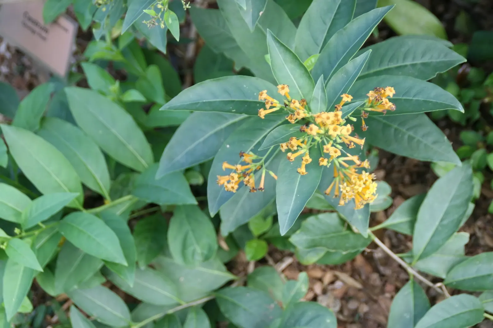 Night Blooming Jessamine (Cestrum Nocturnum) — This species thrives in USDA hardiness zones 8 through 11 and prefers a warm; the Night Blooming Jessamine is