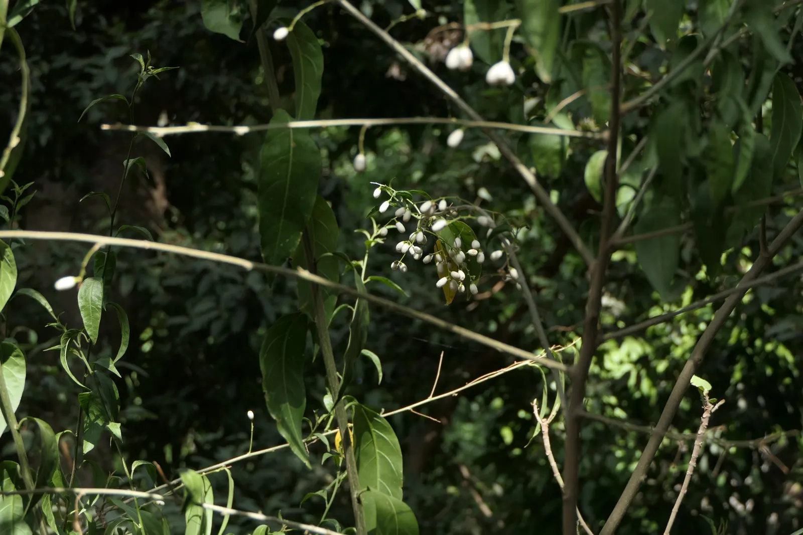 Night Blooming Jessamine (Cestrum Nocturnum) — Contains toxic components; caution advised around pets/children