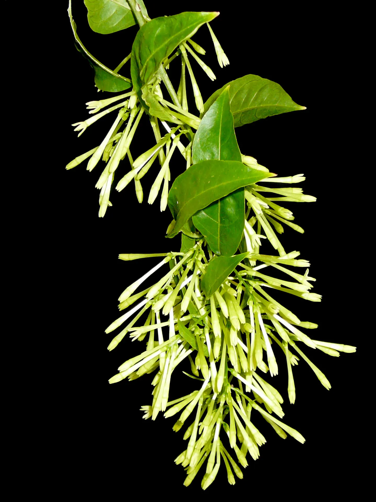 Night Blooming Jessamine (Cestrum Nocturnum) — Though inconspicuous during the day; consistent moisture is crucial