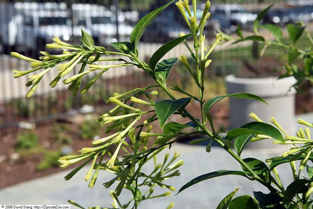 Night Blooming Jessamine (Cestrum Nocturnum) — Contains toxic components; caution advised around pets/children; regular pruning maintains shape and, image 57
