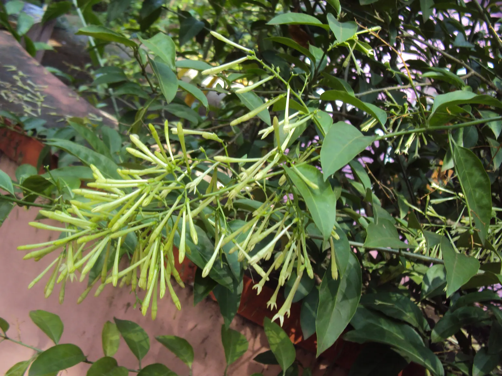 Night Blooming Jessamine (Cestrum Nocturnum) — shrub for full or half; this nocturnal treasure provides an ambient and aromatic experience unheard, image 104