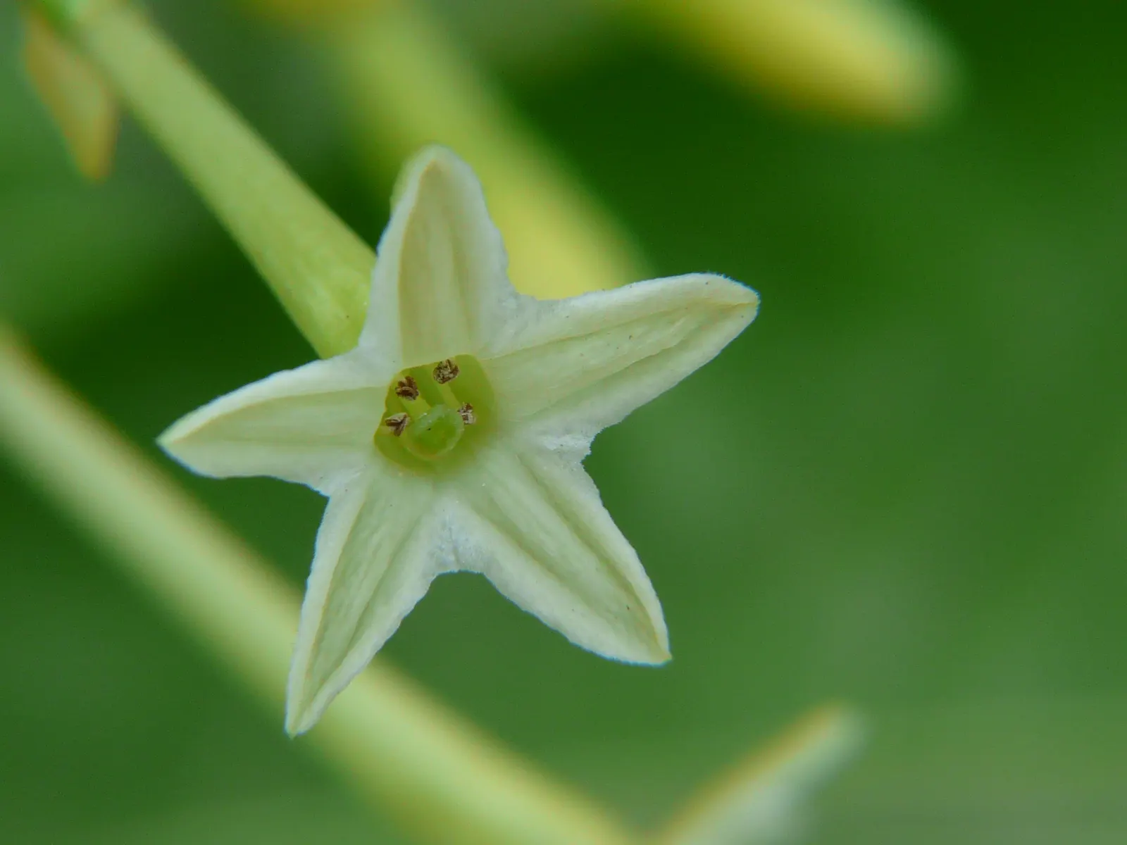 Night Blooming Jessamine (Cestrum Nocturnum) — Night Blooming Jessamine (Cestrum nocturnum) is an aromatic shrub reaching 6-13 ft