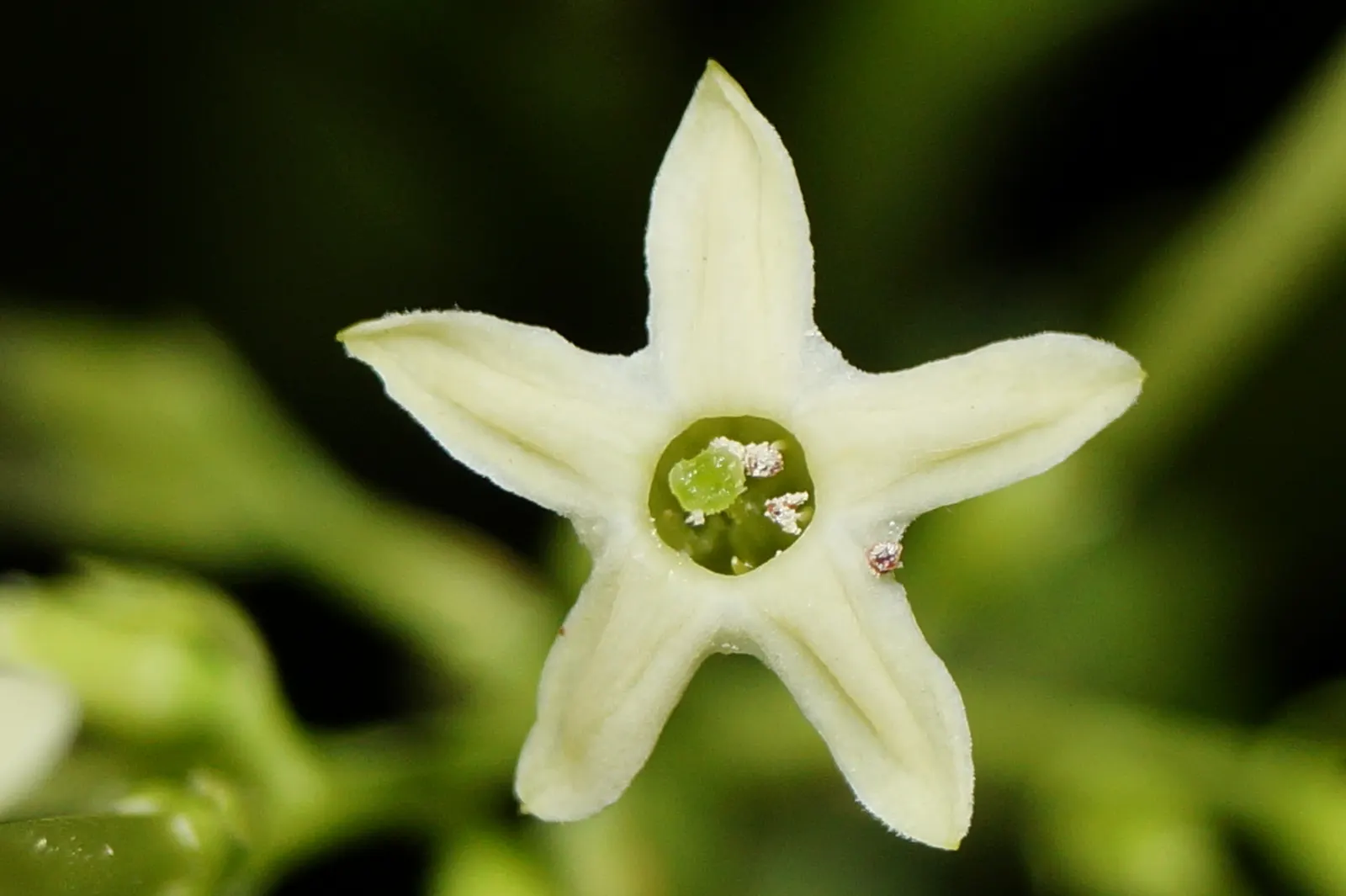Night Blooming Jessamine (Cestrum Nocturnum) — Night Blooming Jessamine (Cestrum nocturnum) is an aromatic shrub reaching 6-13 ft; thrives in, image 53
