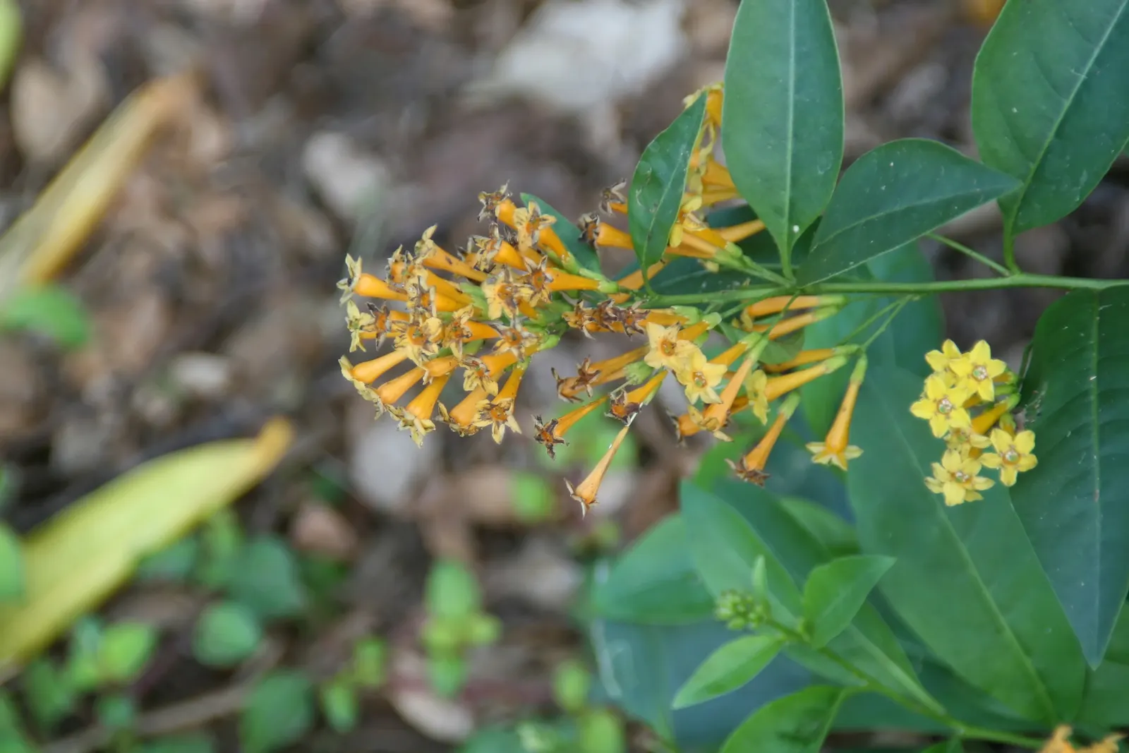 Night Blooming Jessamine (Cestrum Nocturnum) — shrub with white and yellow blooms